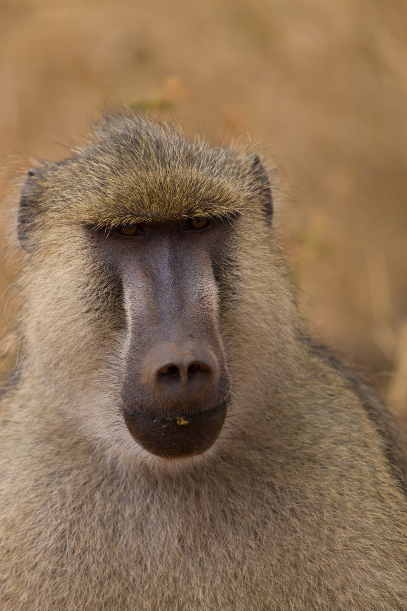 Tsavo East and West, Kenya