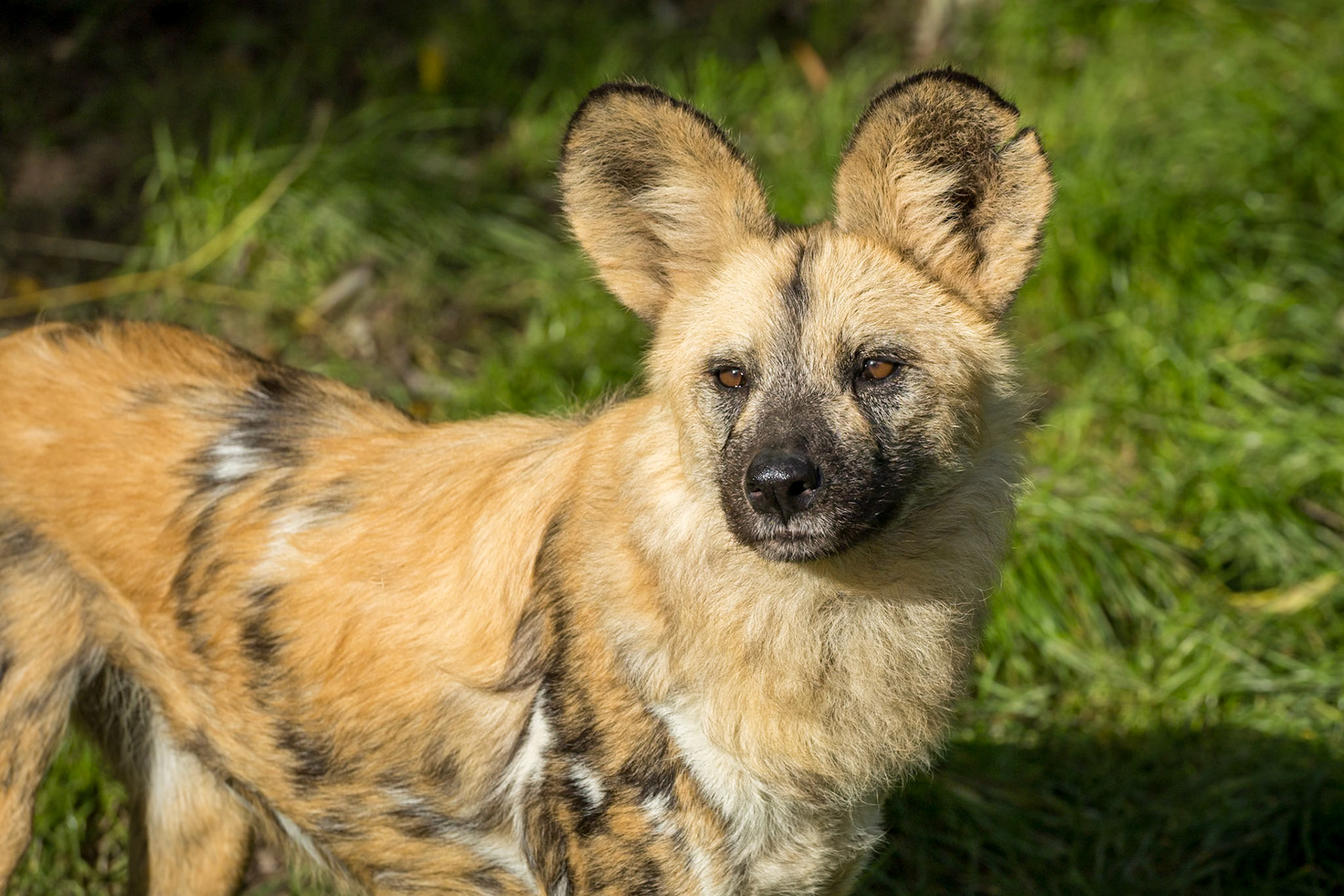 Painted Dogs