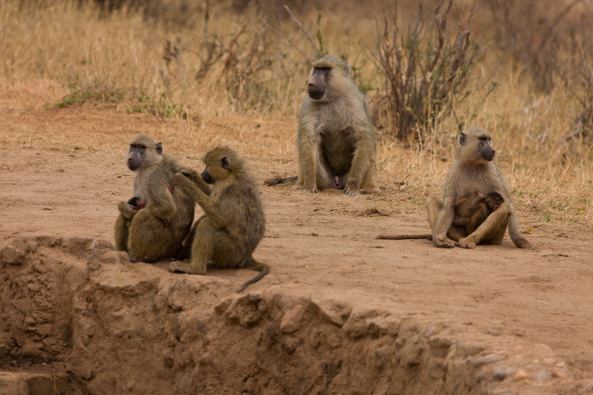 Tsavo East and West, Kenya