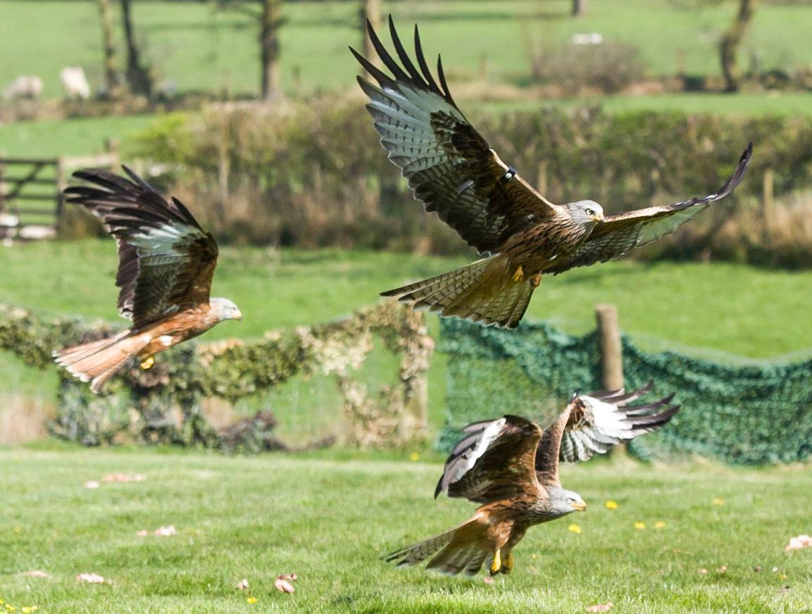 Brecon Beacons Feeding Centre