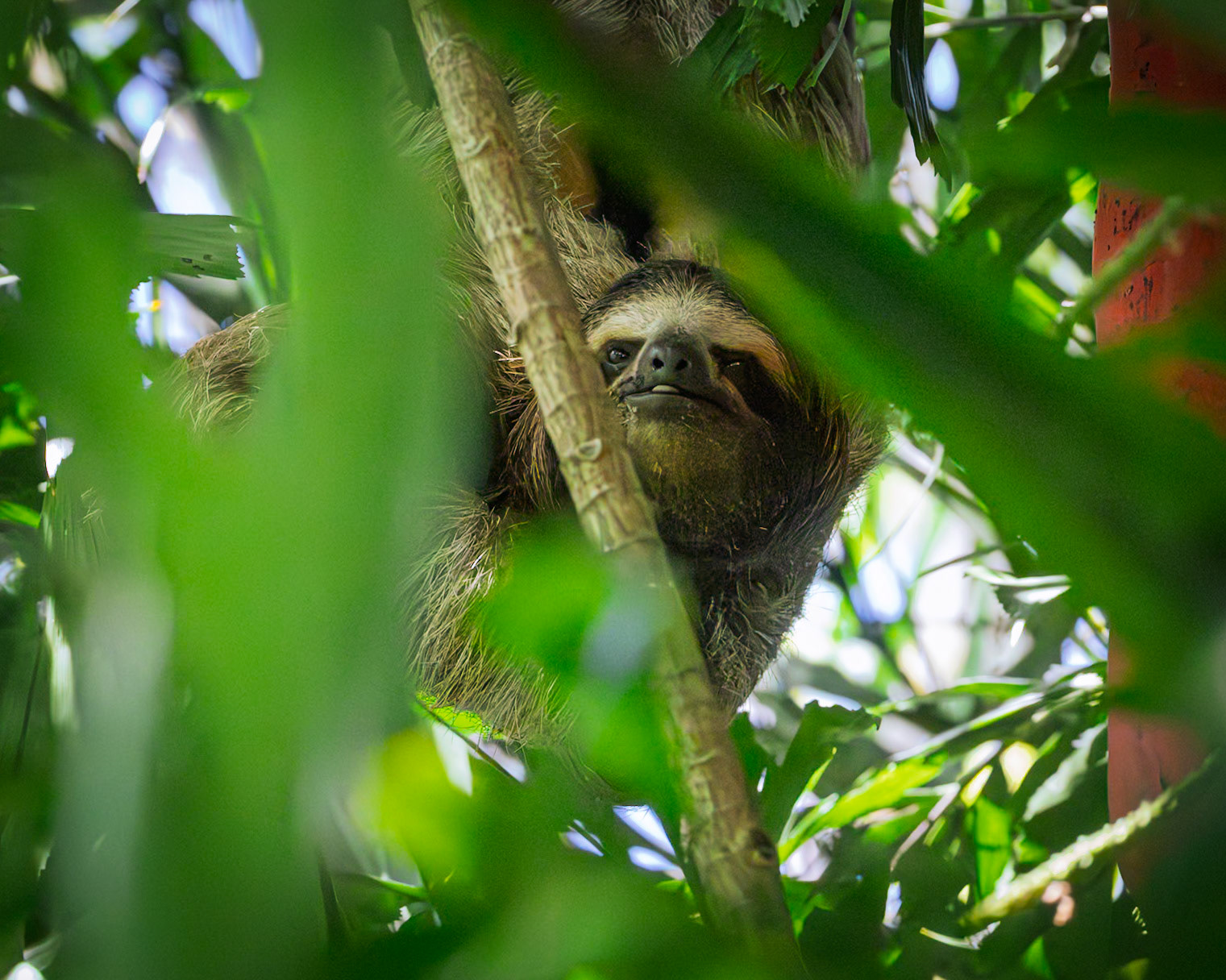 Three-toed Sloth