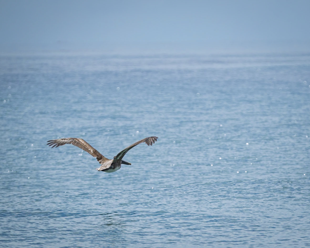 Pelican