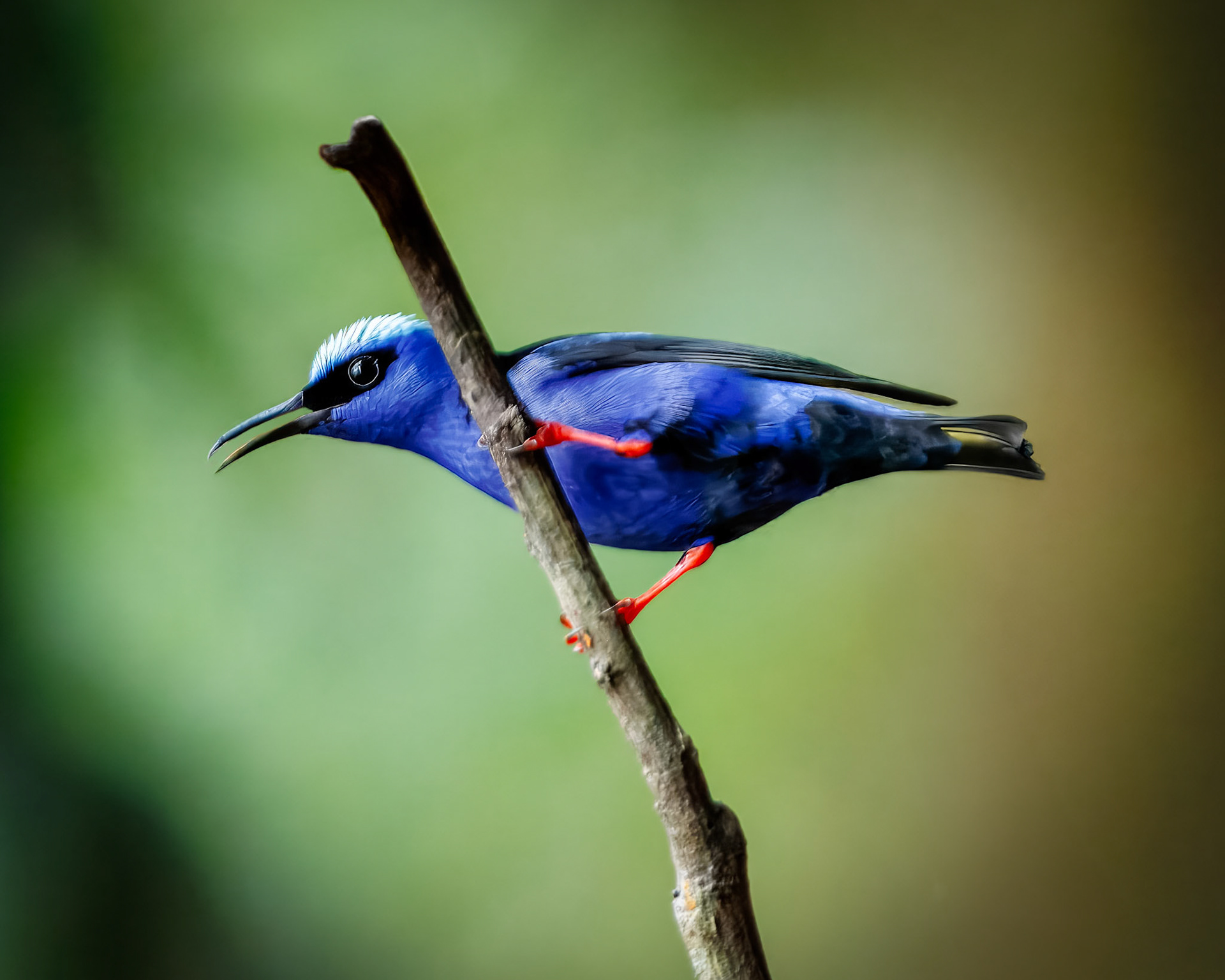 Red-legged Treecreaper