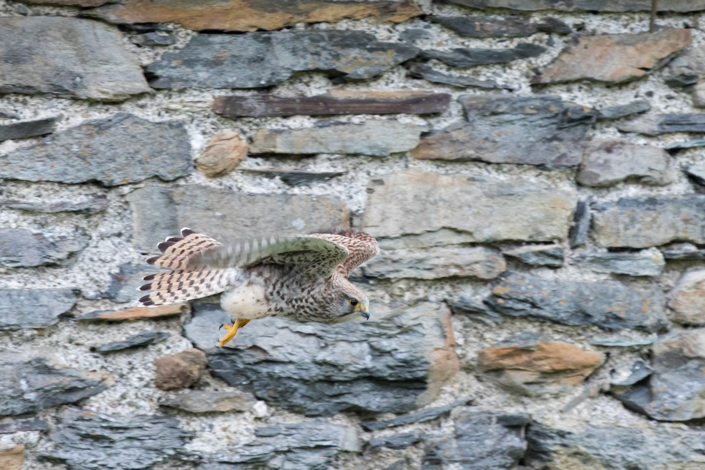Kestrel exploring new home
