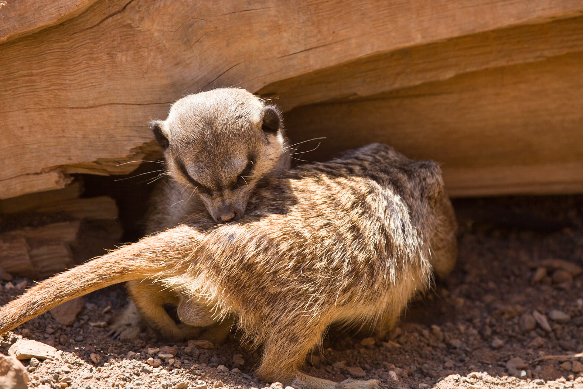 Palmitos Park, Gran Canaria, Meerkats