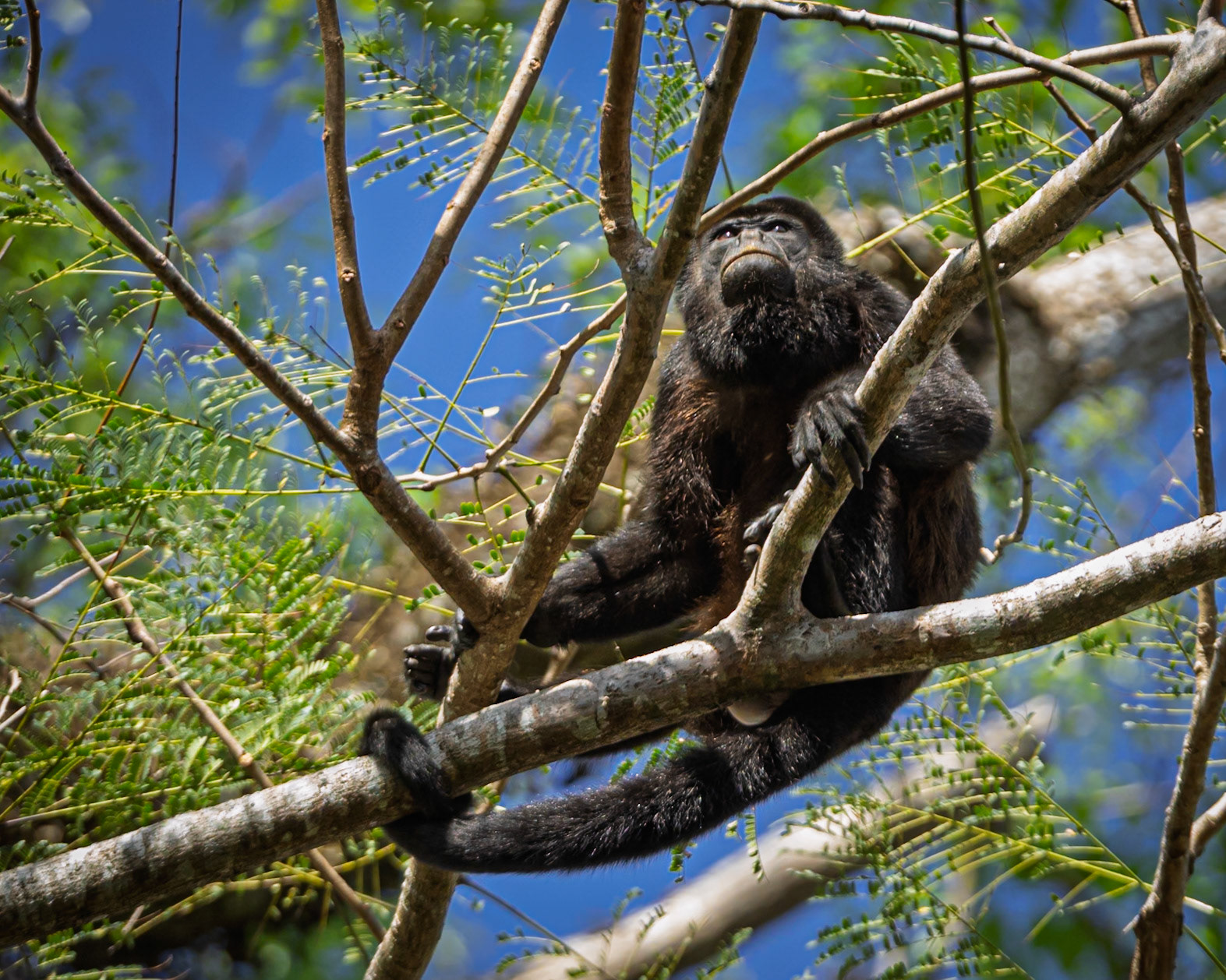 Howler Monkey
