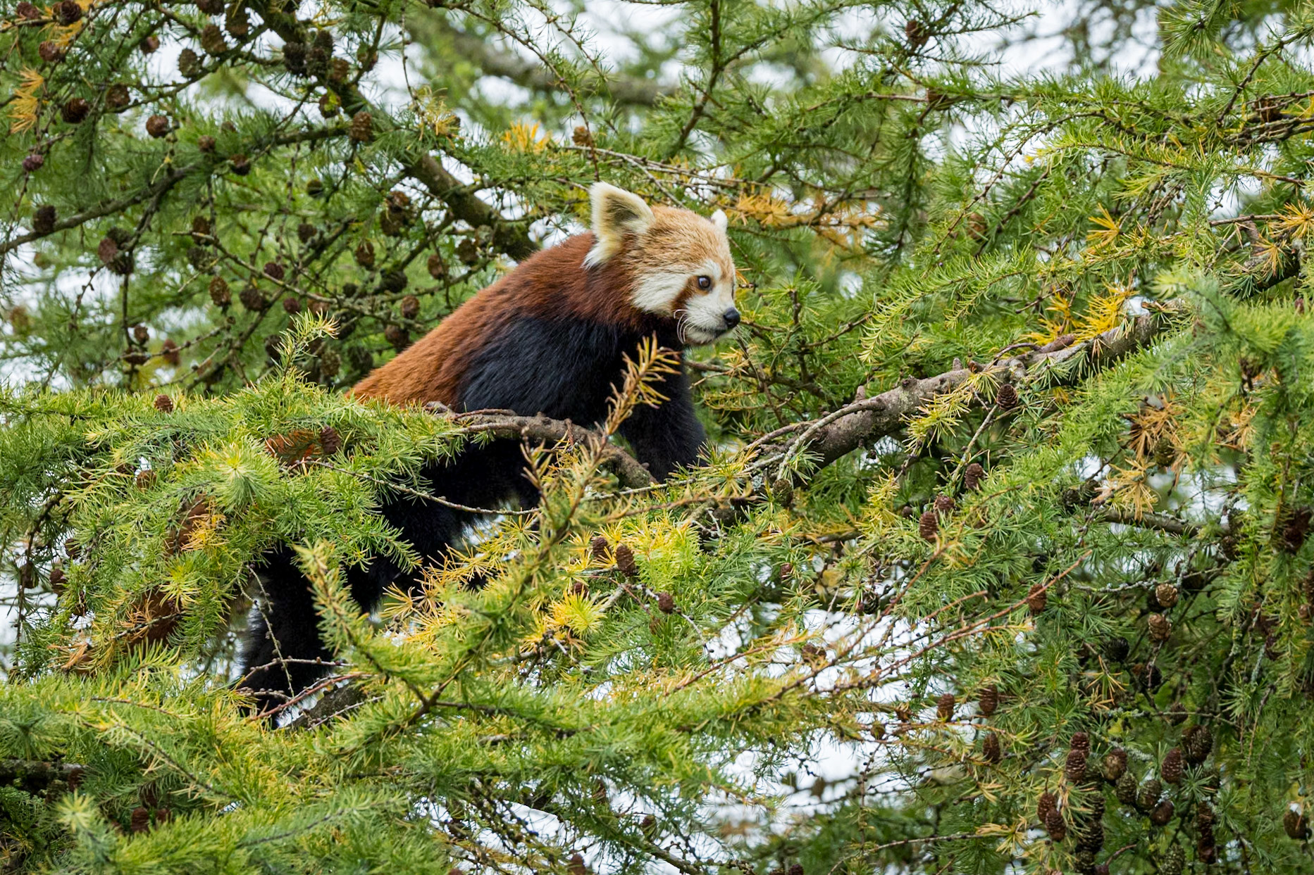 Red Panda