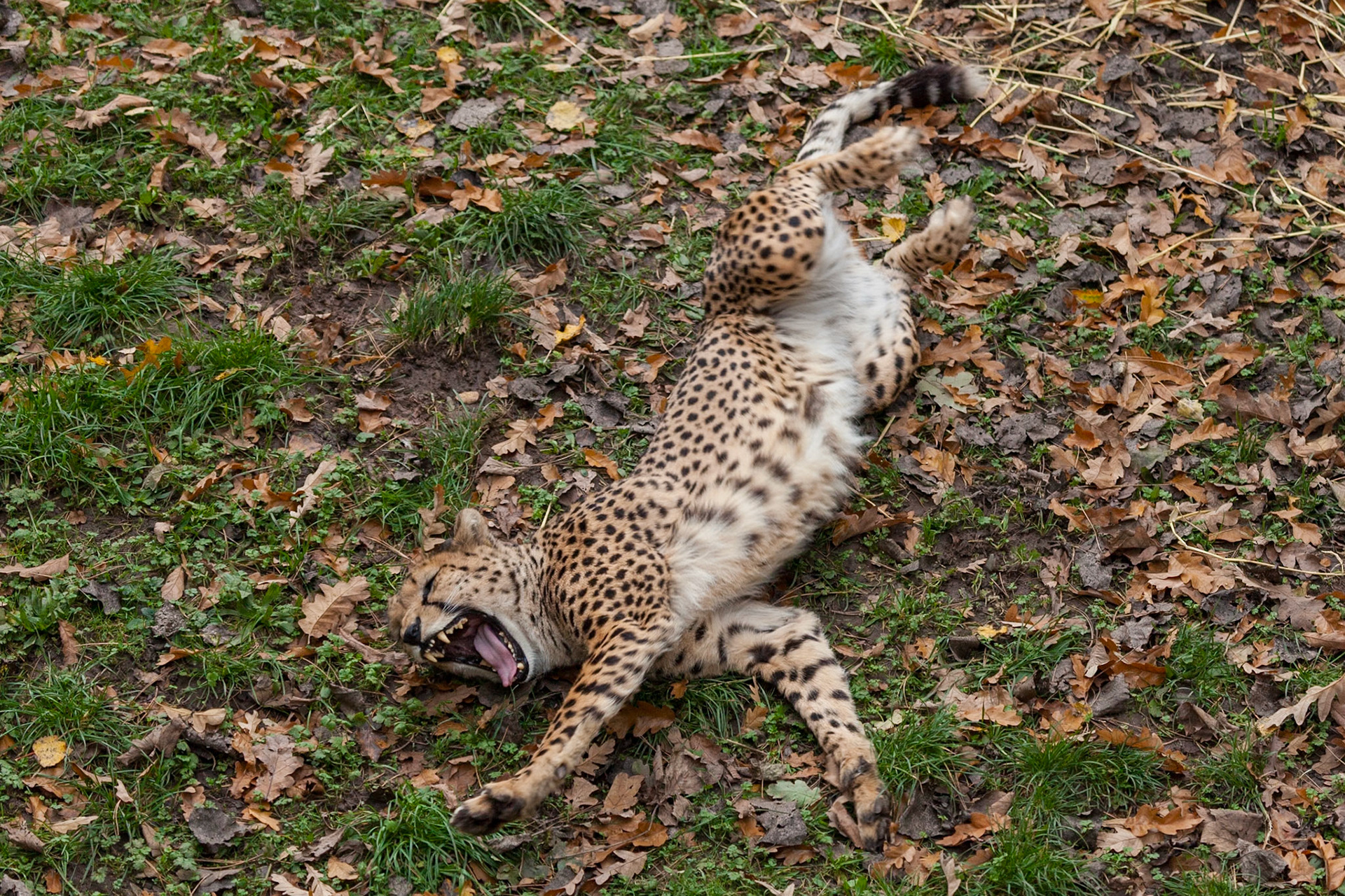 Waking up is so hard to do, Chester Zoo 2014
