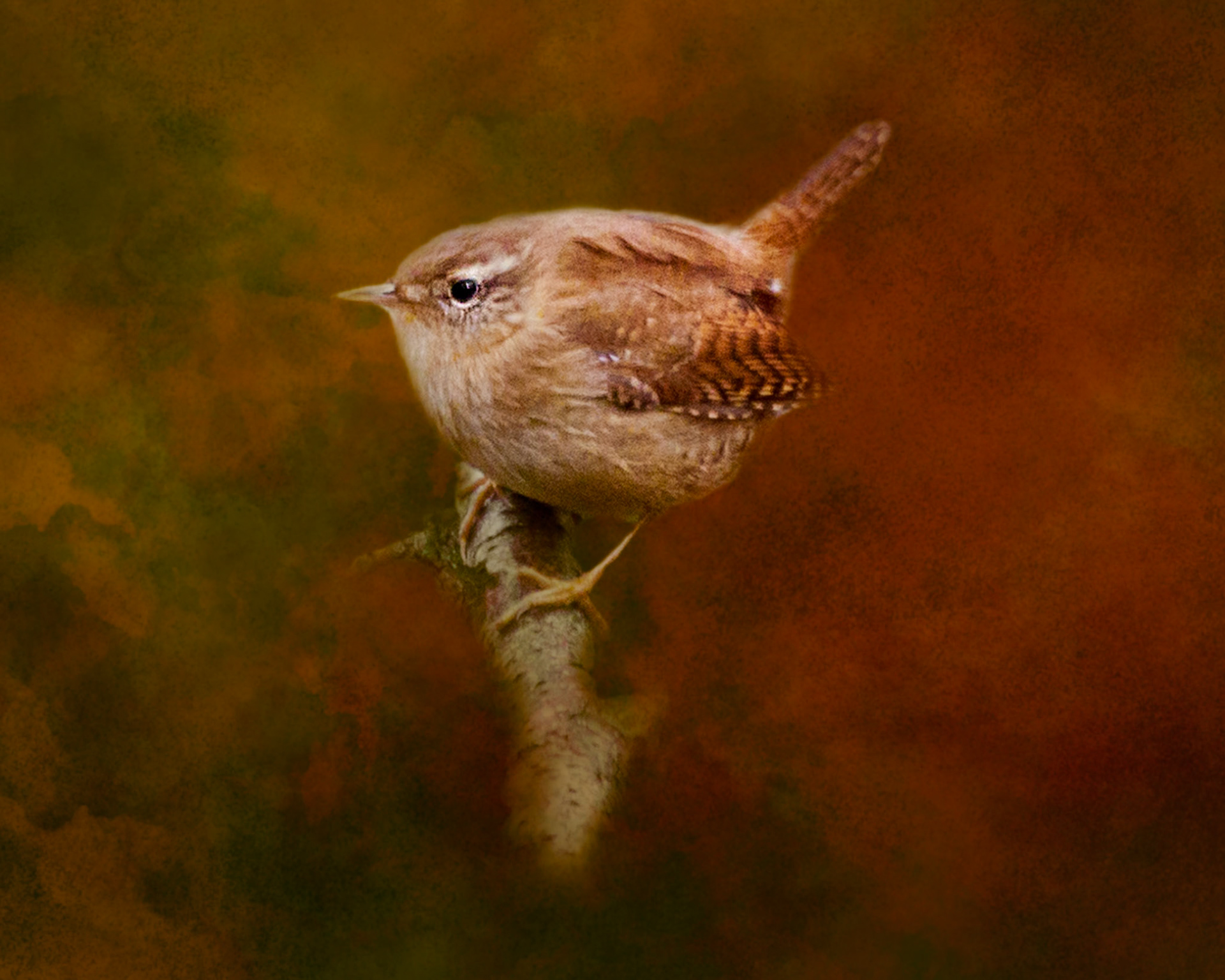 Wren