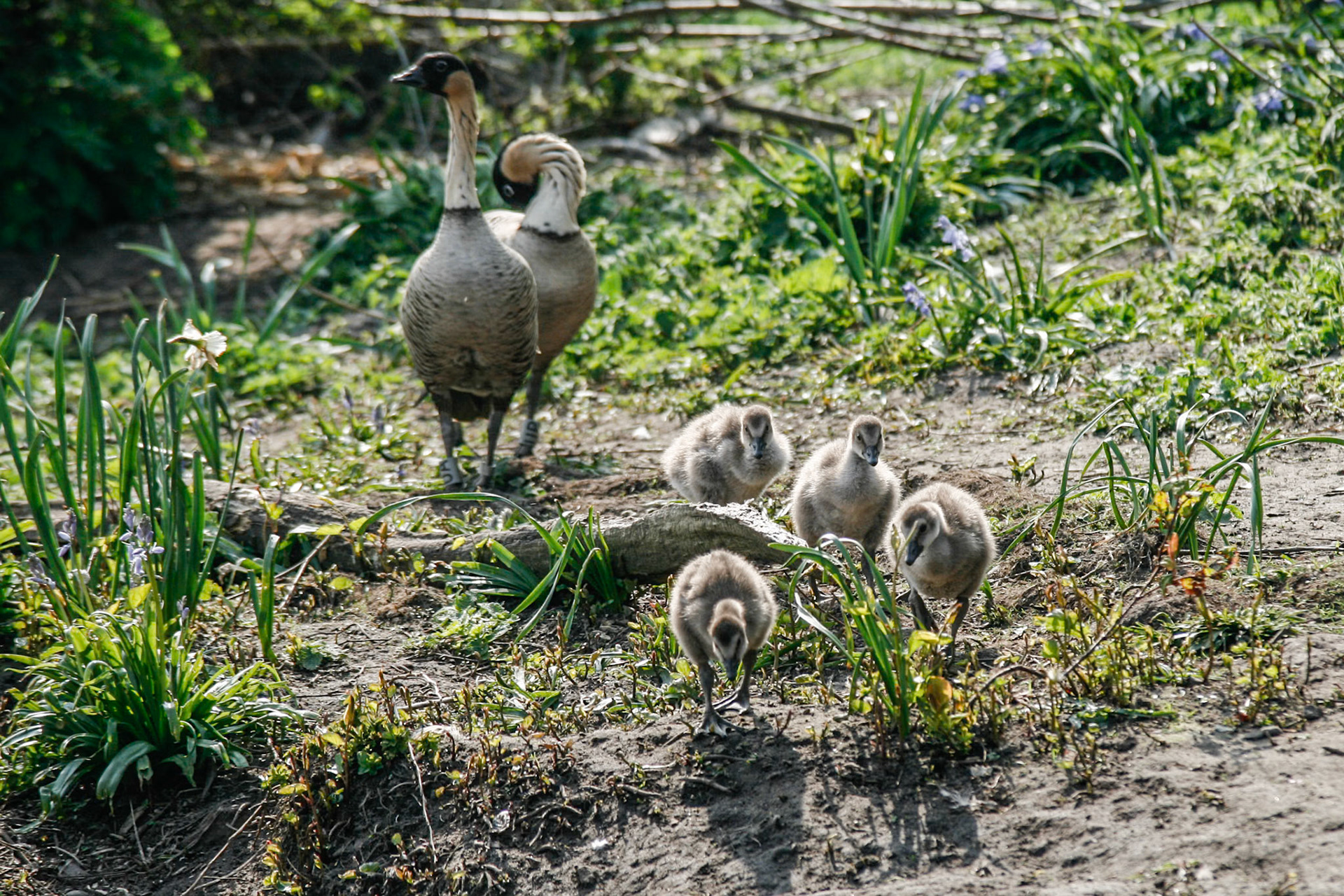 WWT Martin Mere