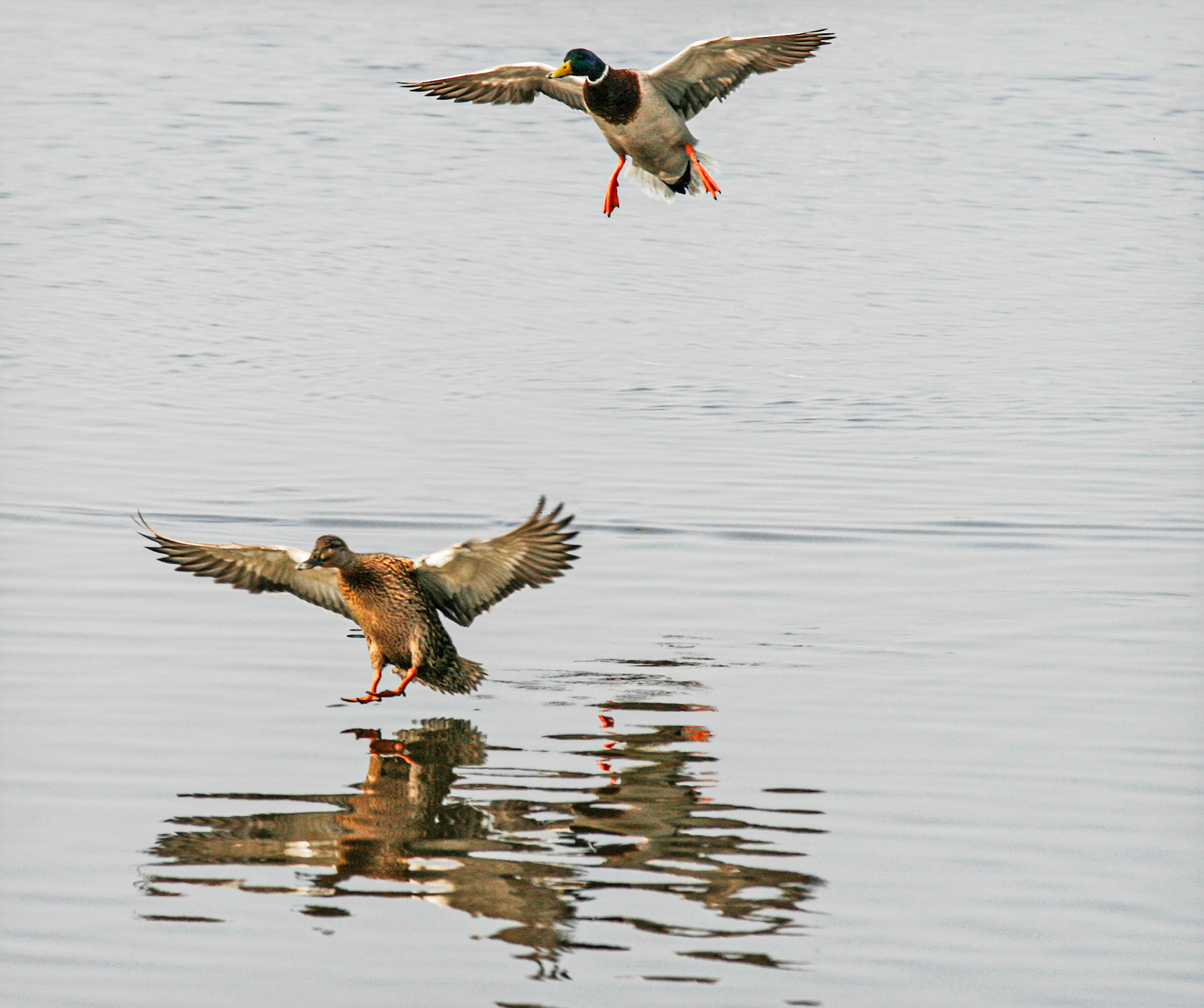 WWT Martin Mere
