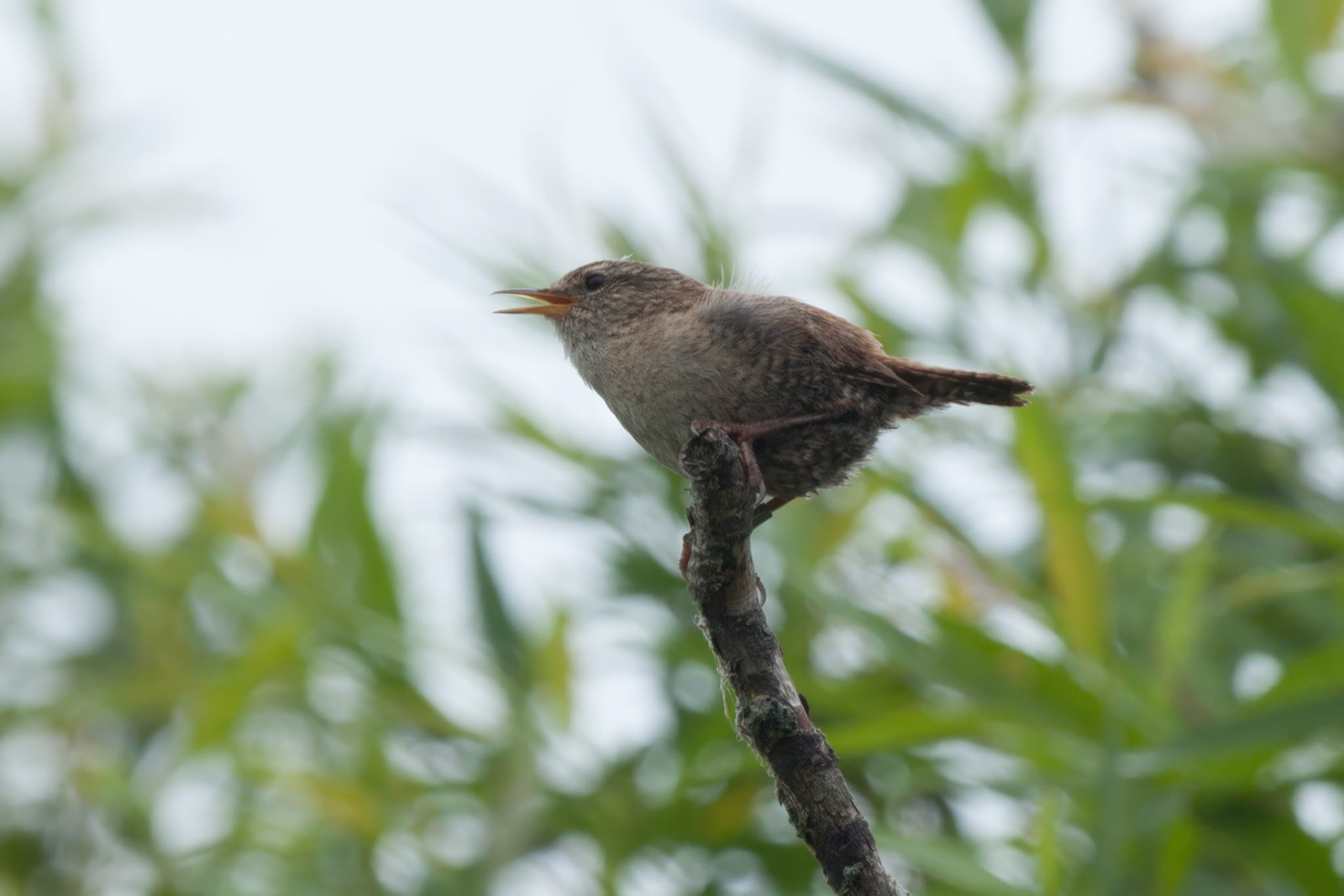 Young Unidentified
