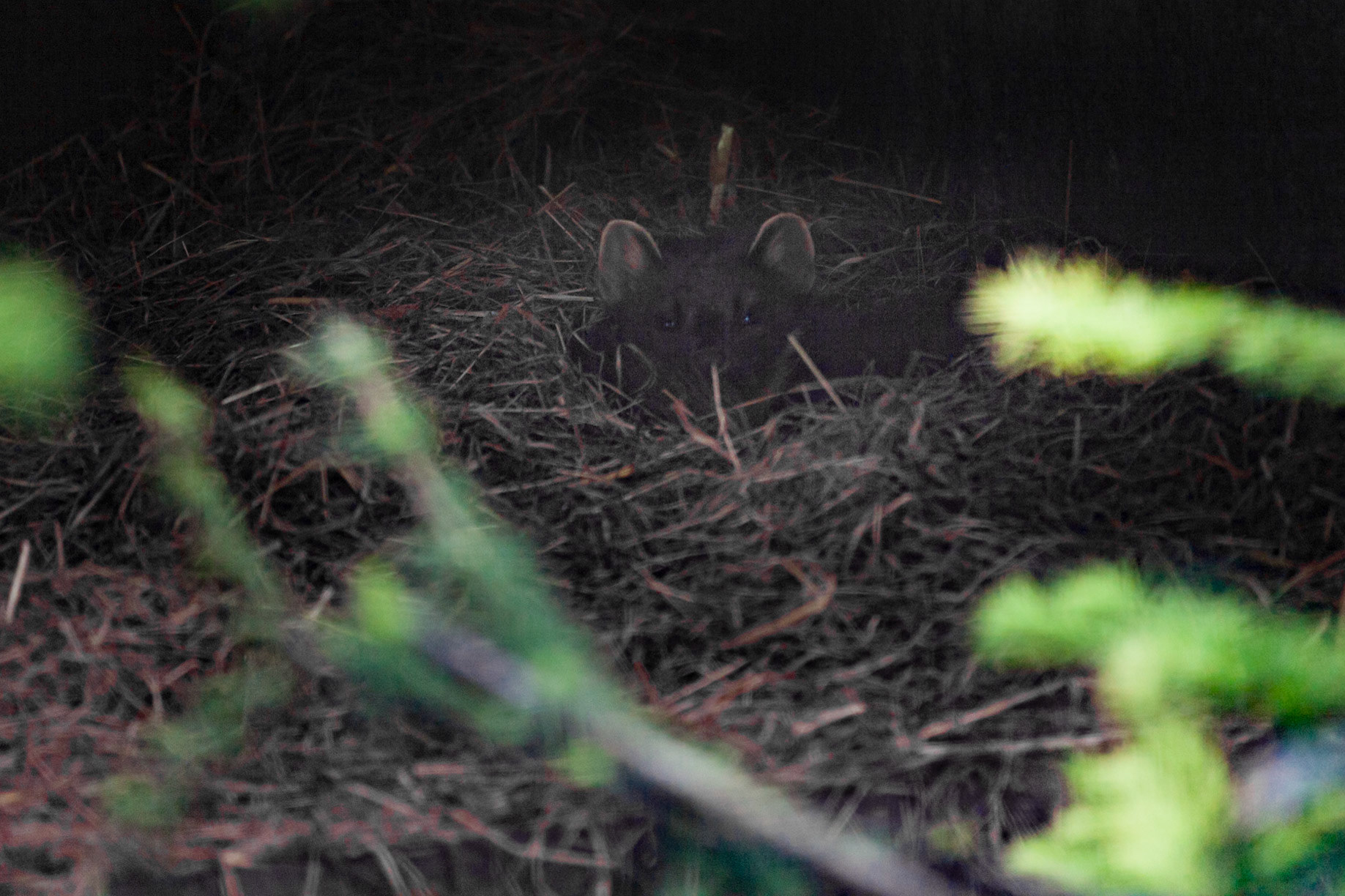 Chestnut Centre Otter, Owl and Wildlife Park, Chapel-en-le-Frith
