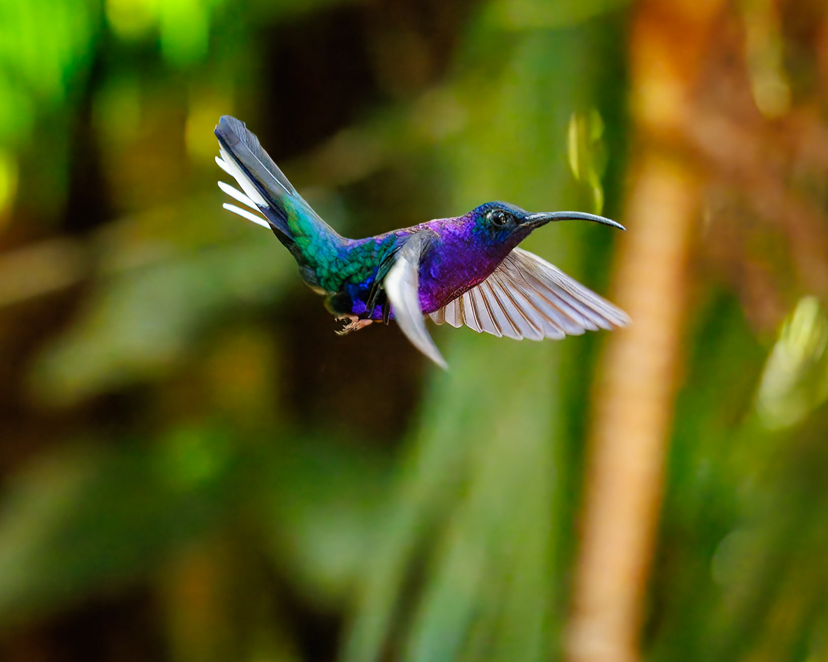 Violet Sabrewing Hummingbird