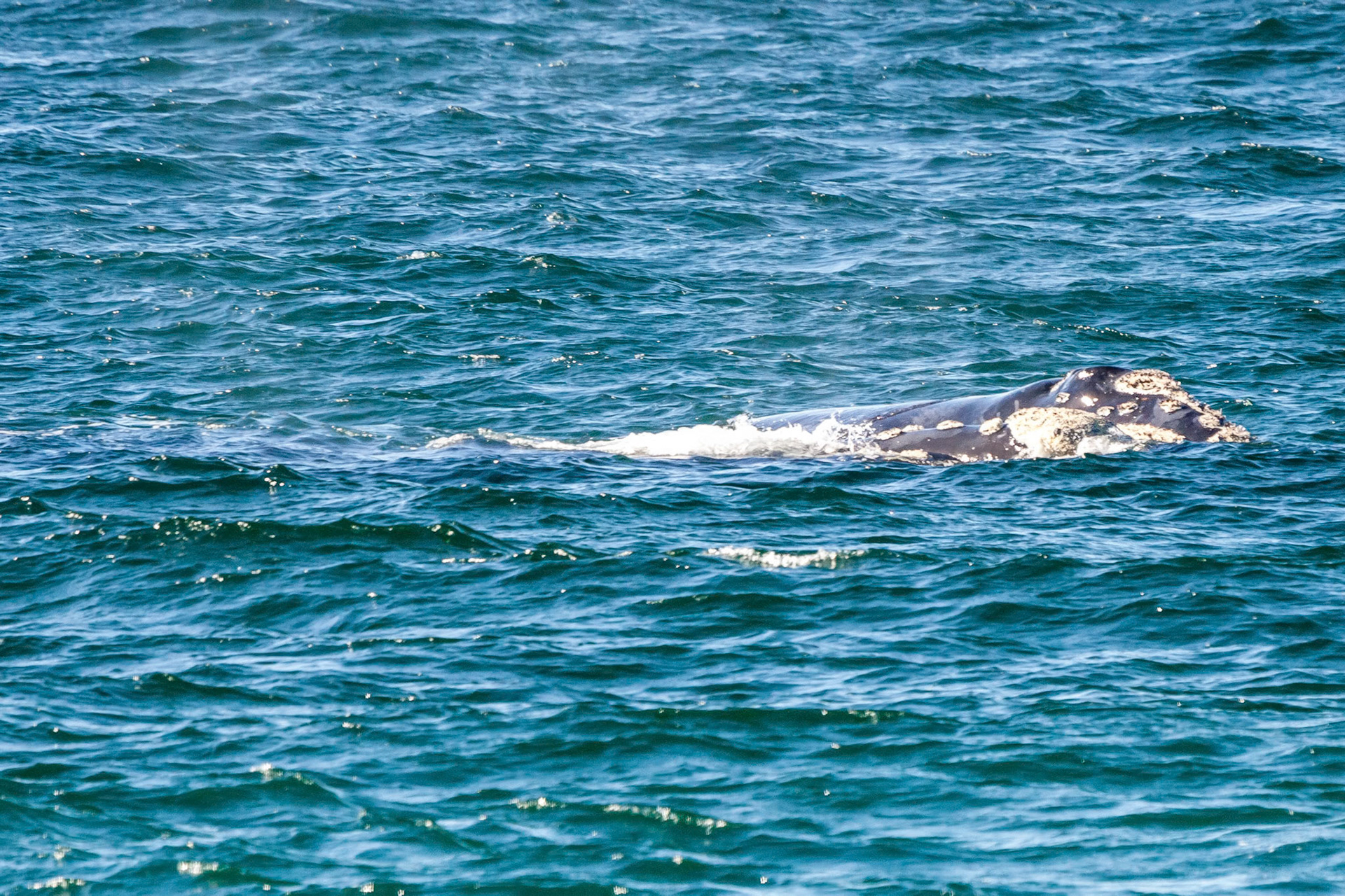 In and around Cape St Francis South Africa