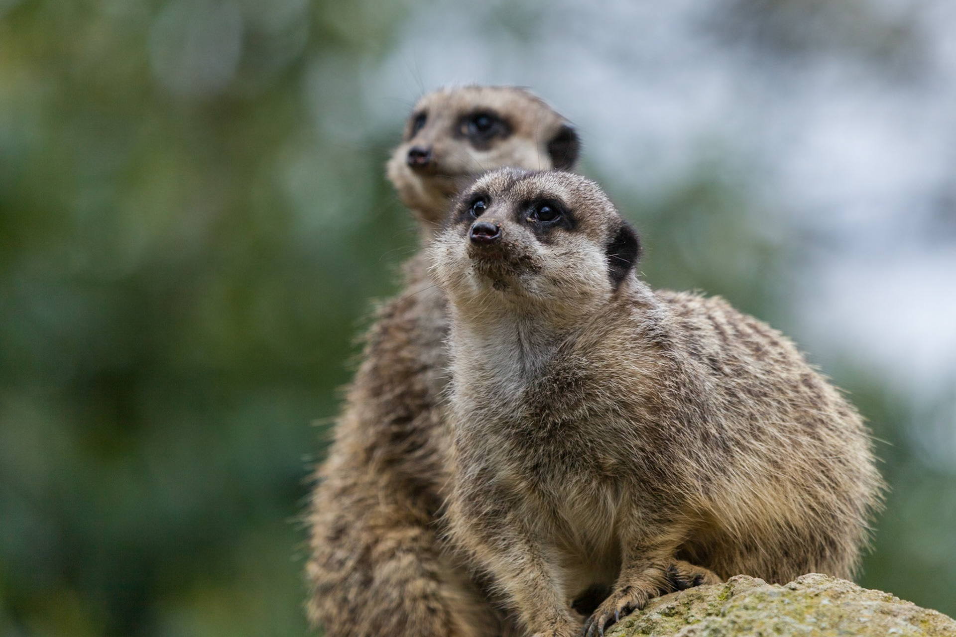 ZSL Meerkats