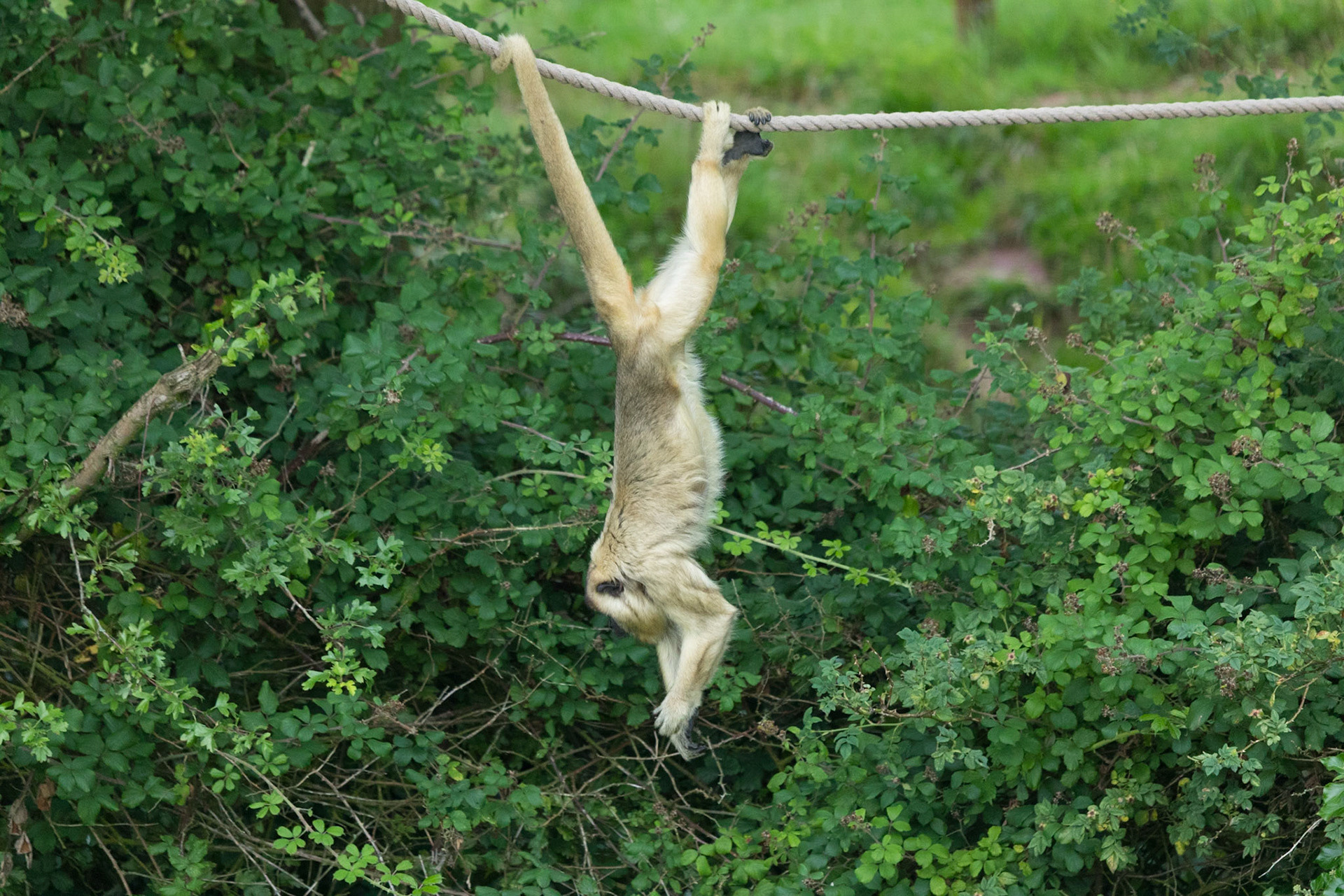 South Lakeland Safari Zoo