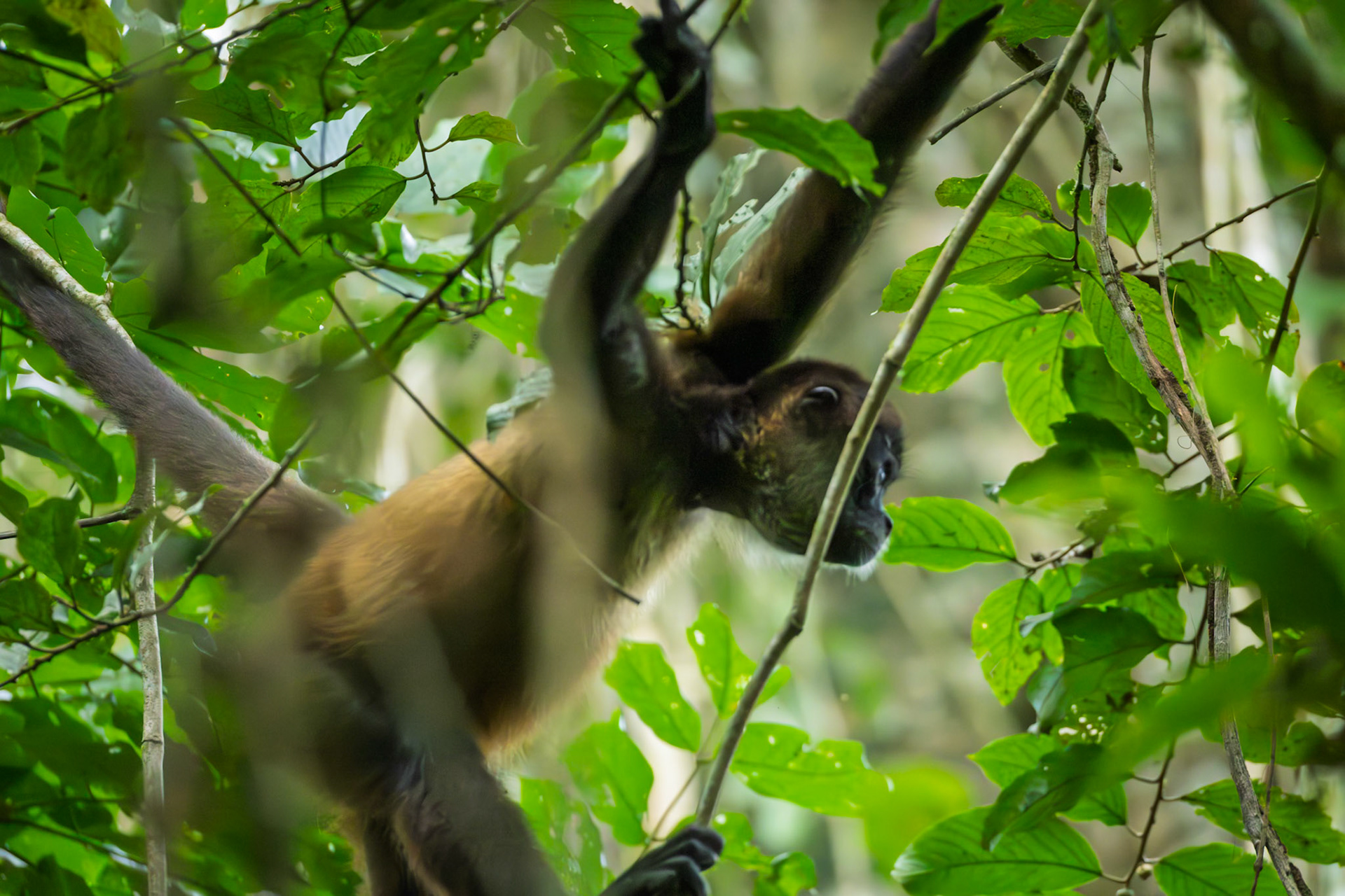 Squirrel Monkey