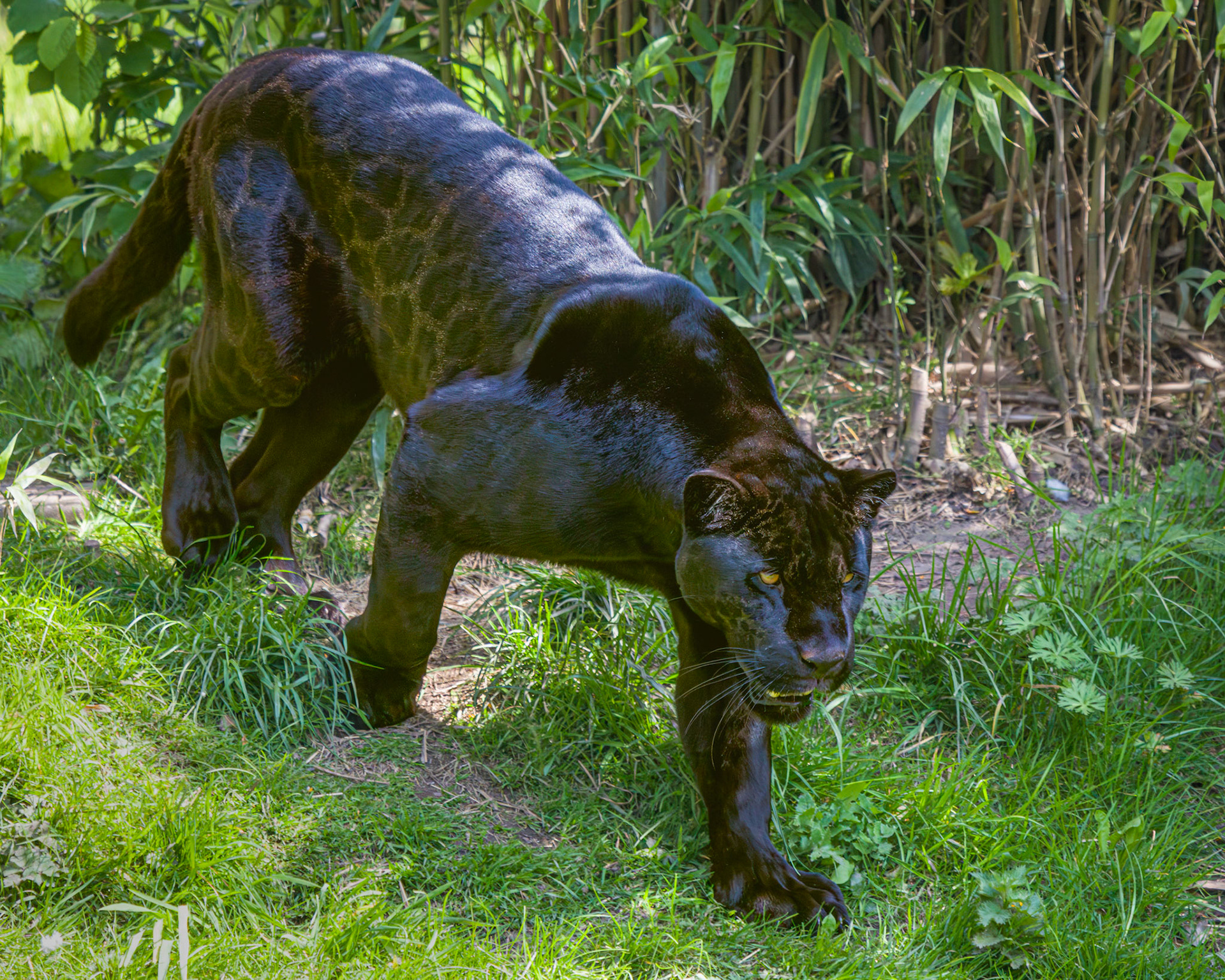 Inka the Black Jaguar at Chester Zoo