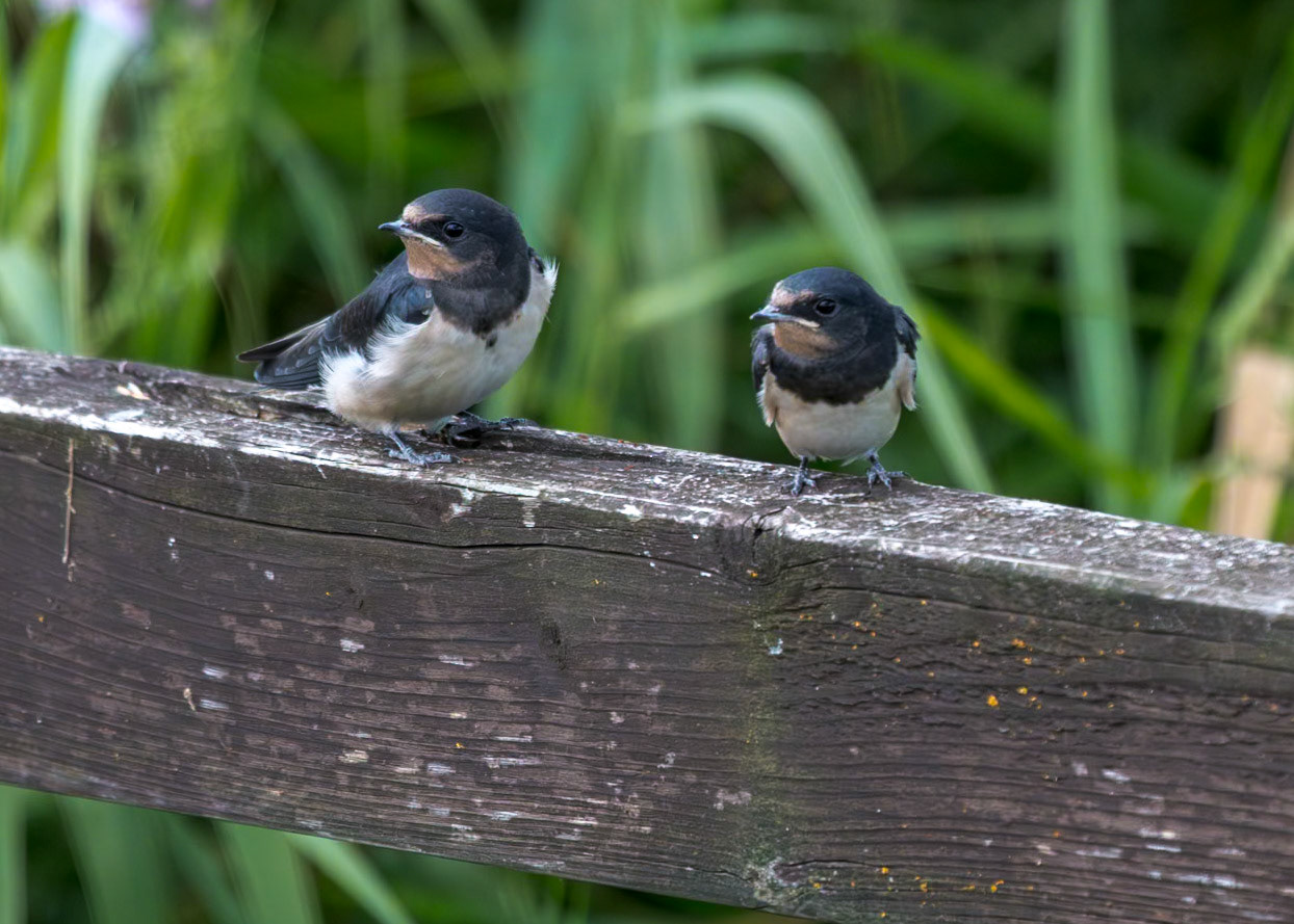 Young Swallows