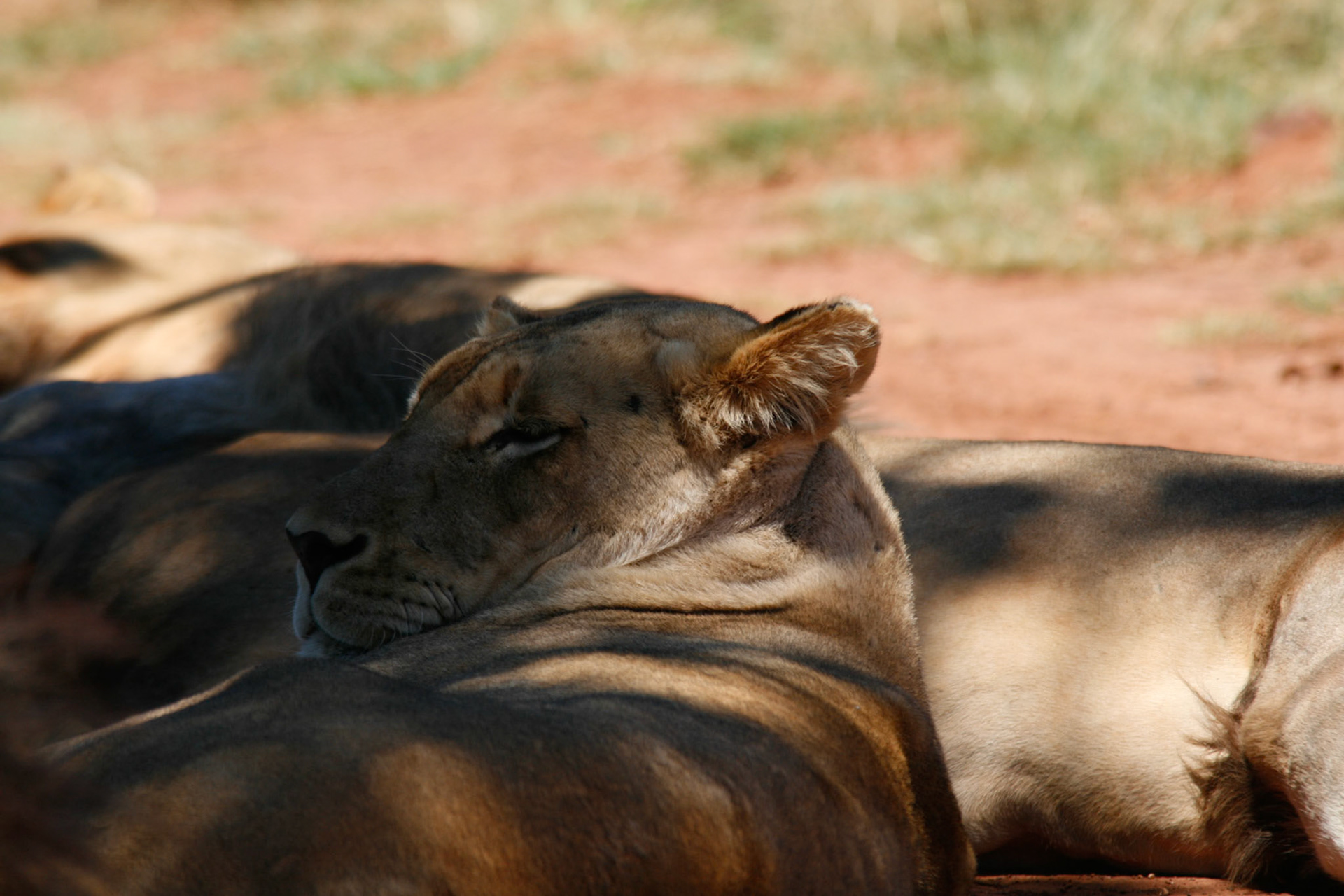 Lioness not impressed