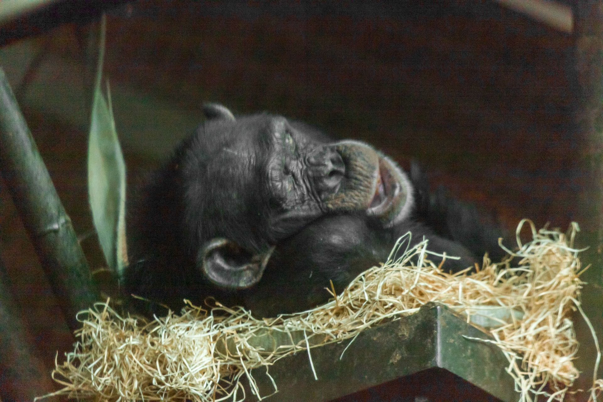Chester Zoo
