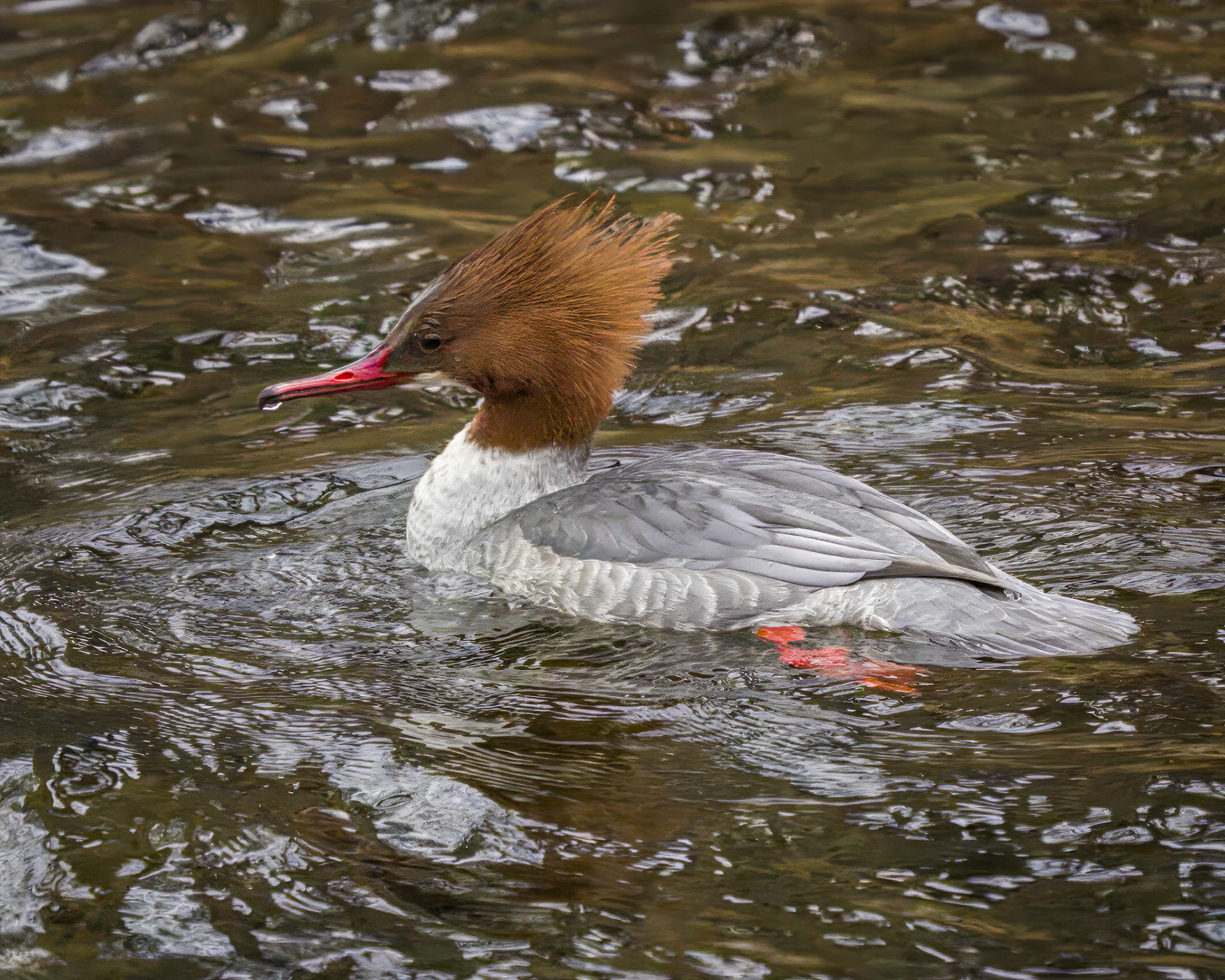 Red-breasted merganser (female)