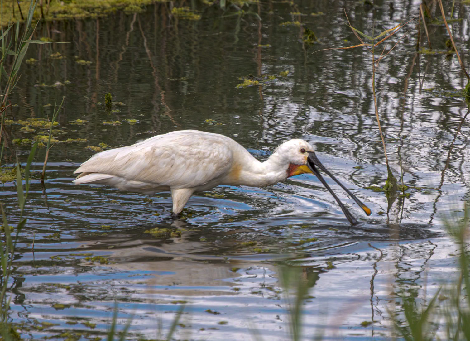 Spoonbill
