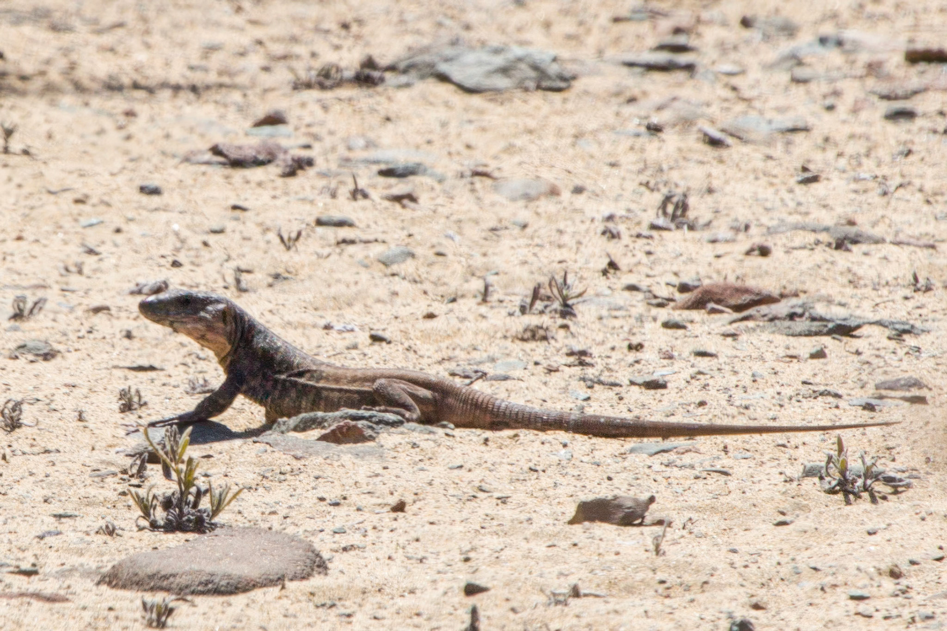 The Gran Canaria Giant Lizard (Gallotia stehlini) is a species of lizard in the Lacertidae family that grows to lengths up to 80 cm. It is endemic to Gran Canaria in the Canary Islands of Spain. Its natural habitats are temperate shrubland, Mediterranean-type shrubby vegetation, rocky areas, rocky shores, and pastureland.