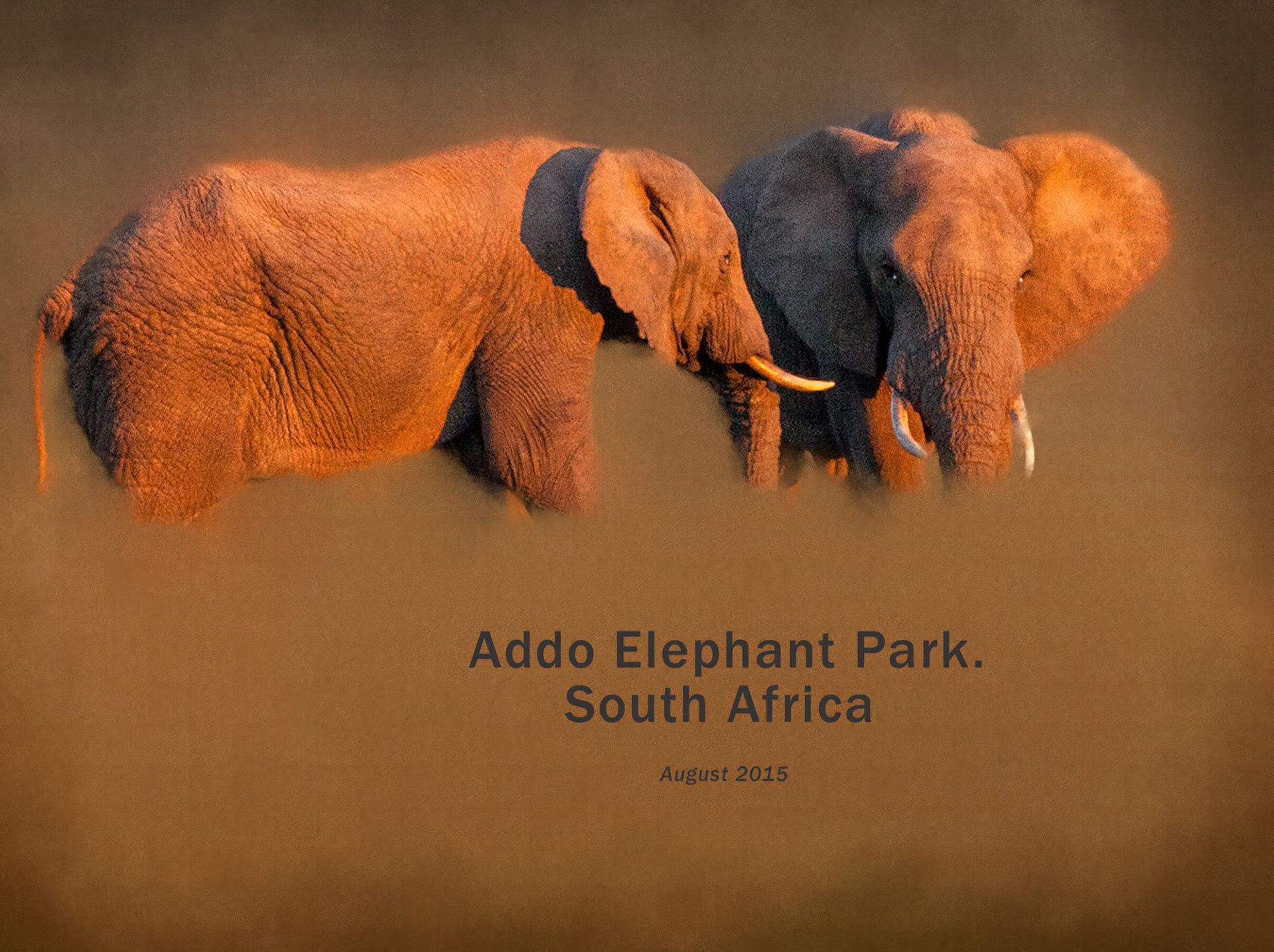 Addo Elephant National Park SA