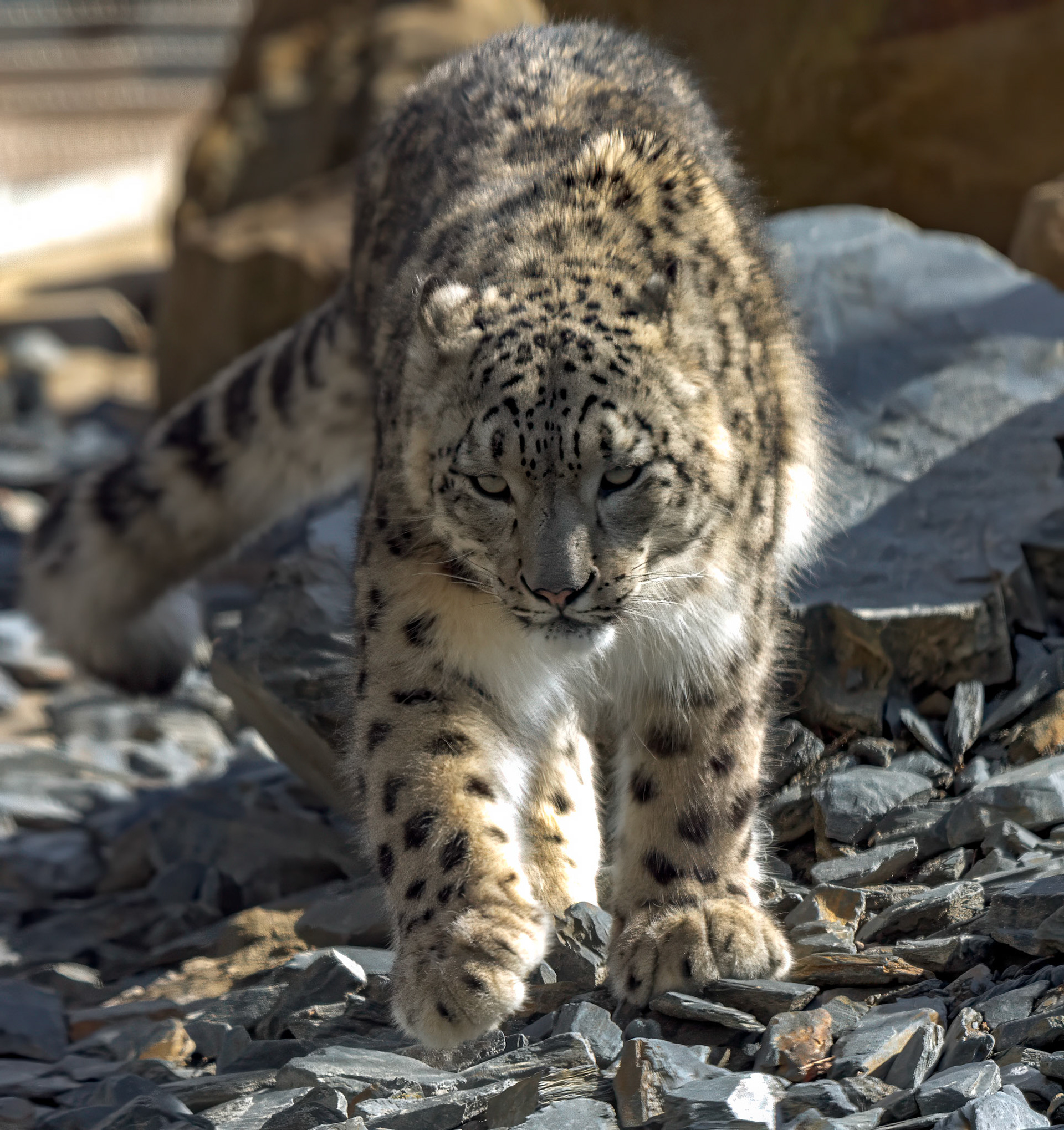 Young Snow Leopard at Chester Zoo