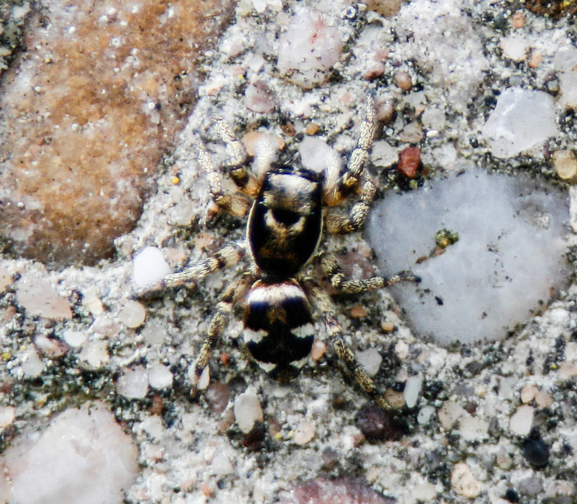 Zebra Spider