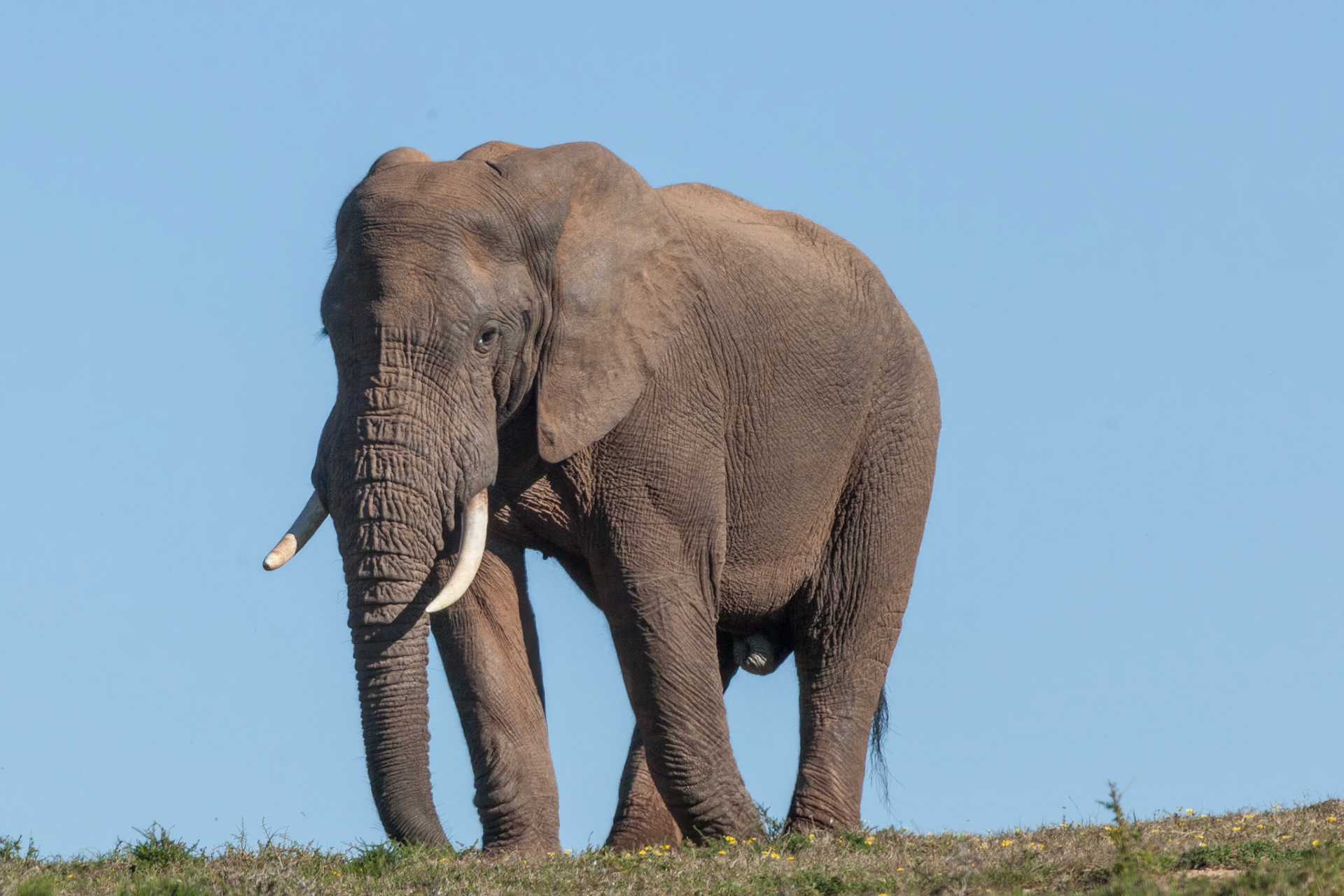 Addo Elephant National Park SA