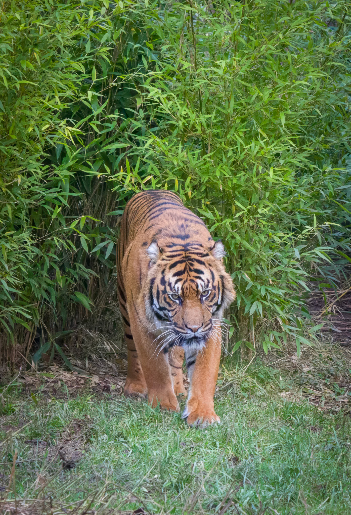 Sumatran Tiger, Chester Zoo