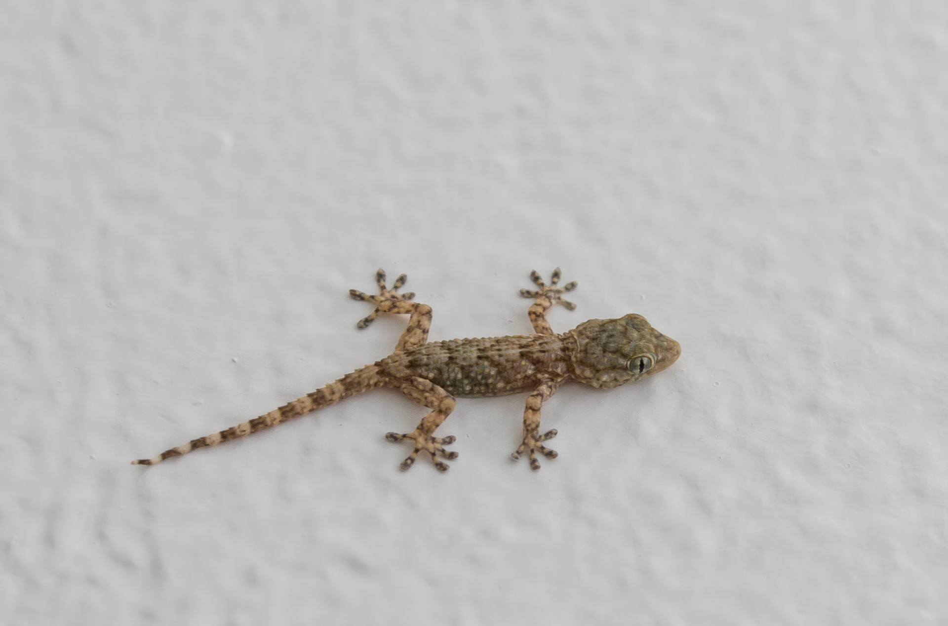 About 3cm nose to tail.