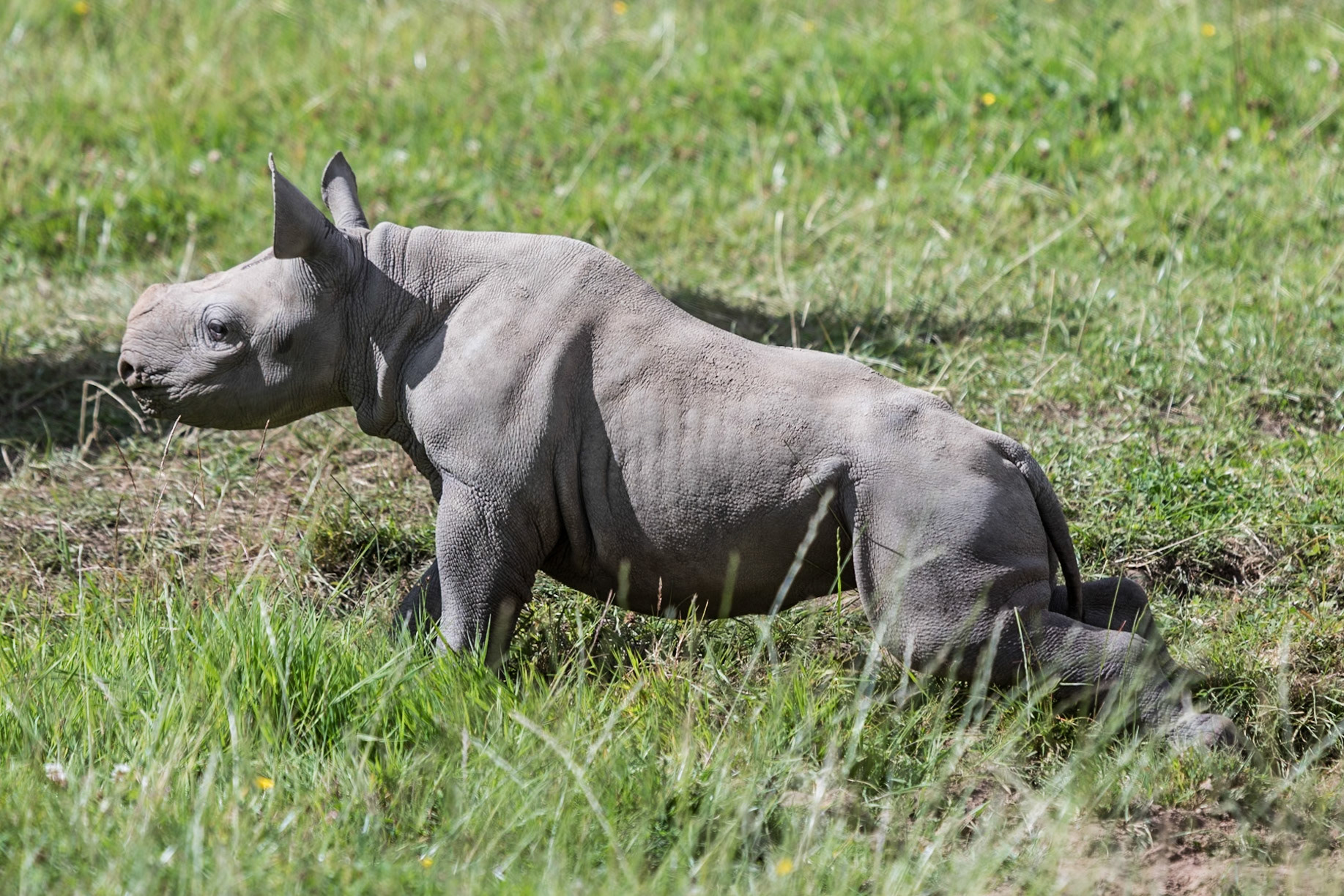 Chester Zoo 2017
