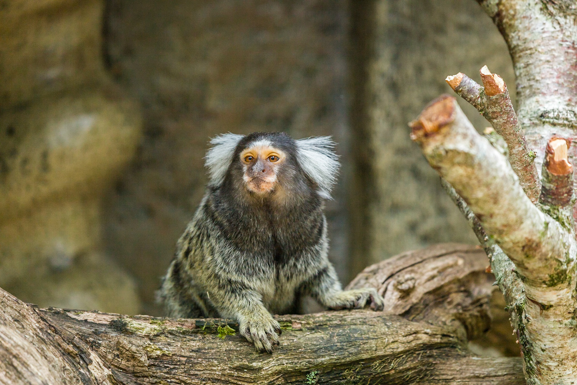 Marmoset - Longleat Safari and adventure Park