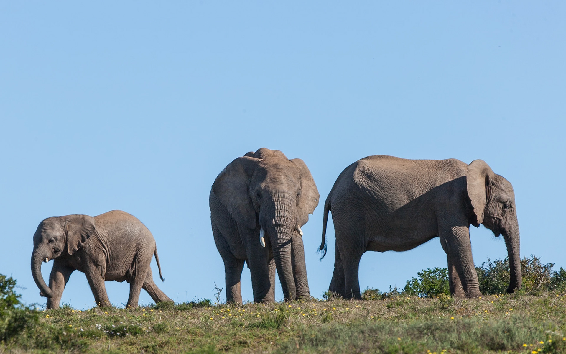 Addo Elephant National Park SA