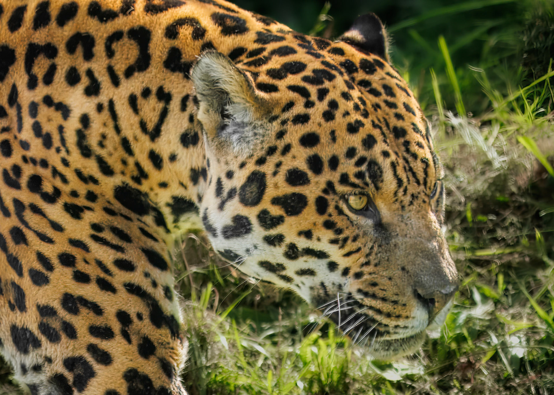 Jaguar, Chester Zoo