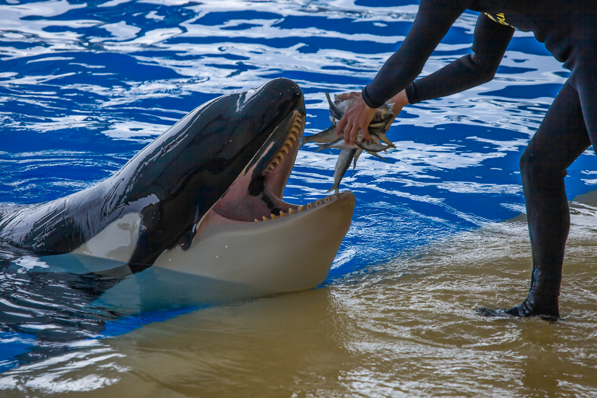 Killer Whale Loro Parque