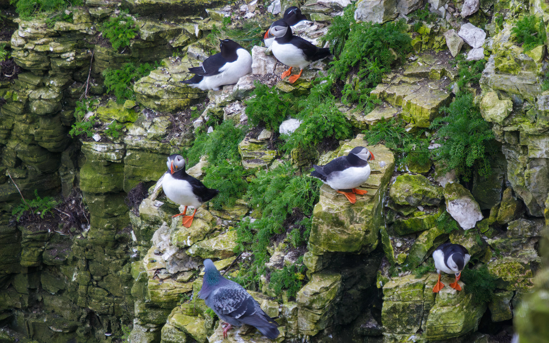 Puffin's RSPB Bempton