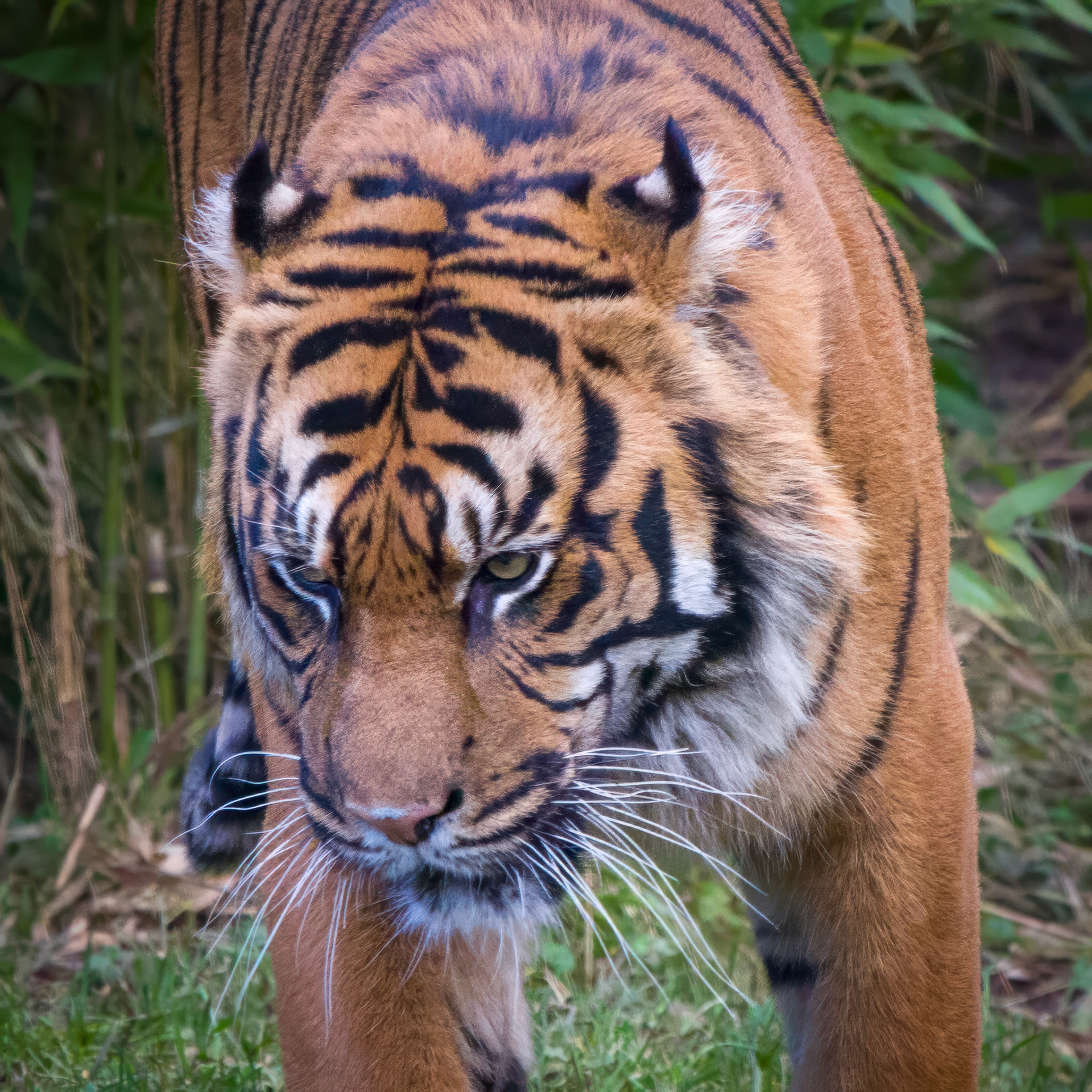Sumatran Tiger, Chester Zoo