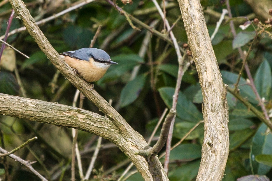 Knypersley Country Park