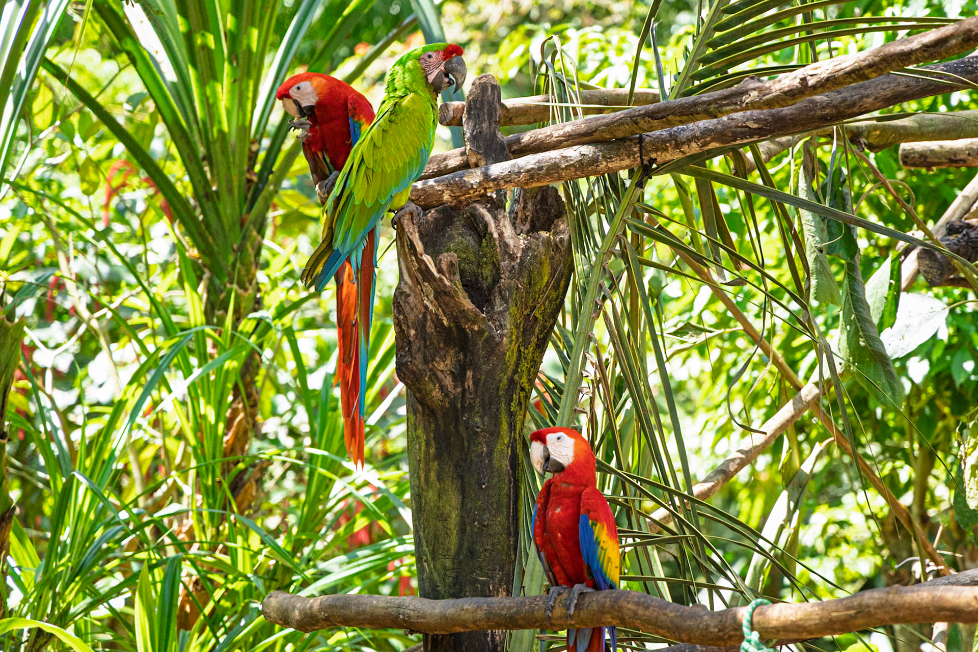 Jaguar Rescue Centre, Scarlet and Great Green Macaw