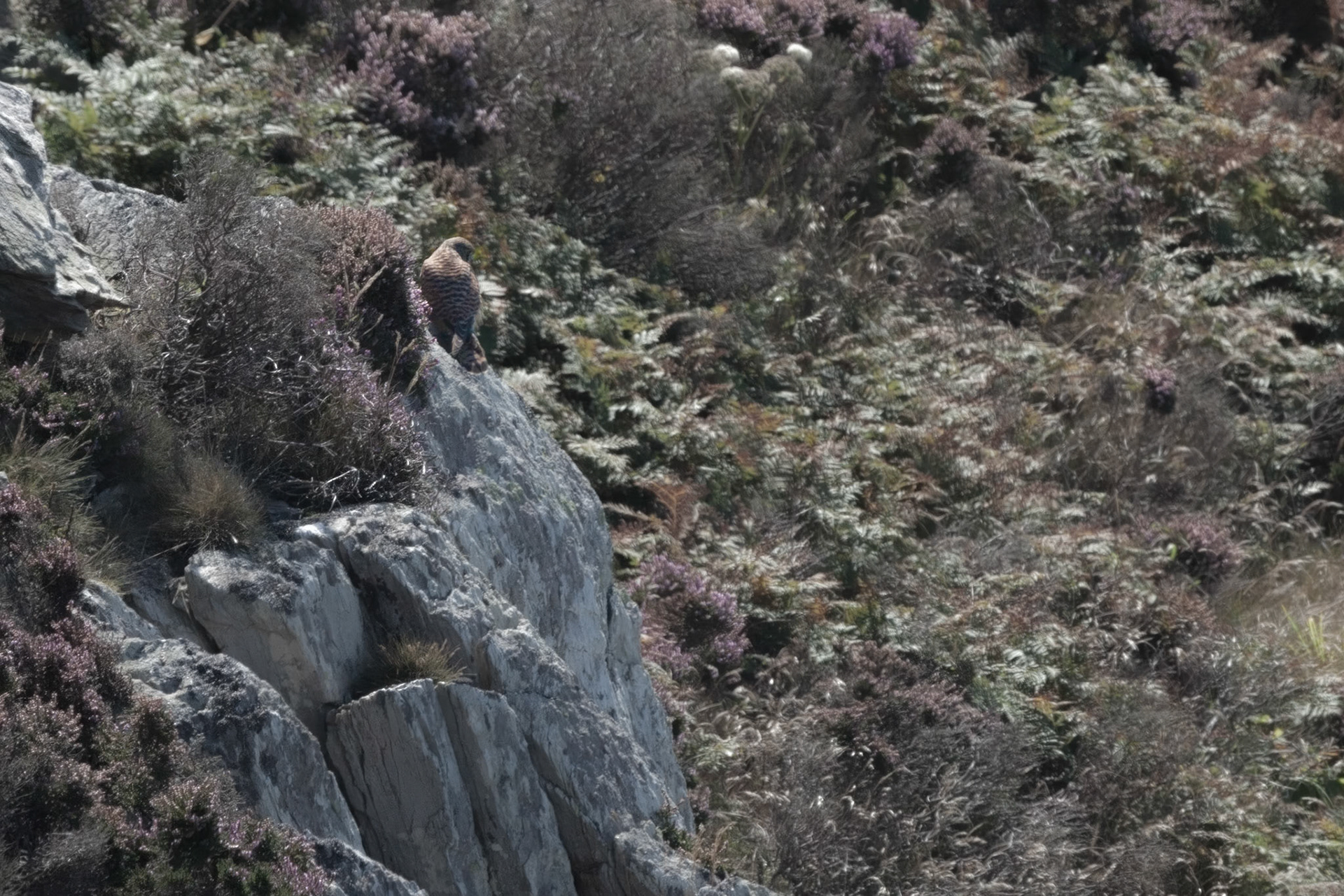 RSPB South Stack, Anglesey
