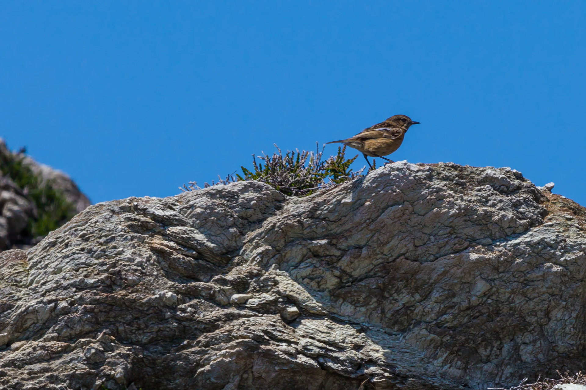 RSPB, South Stack