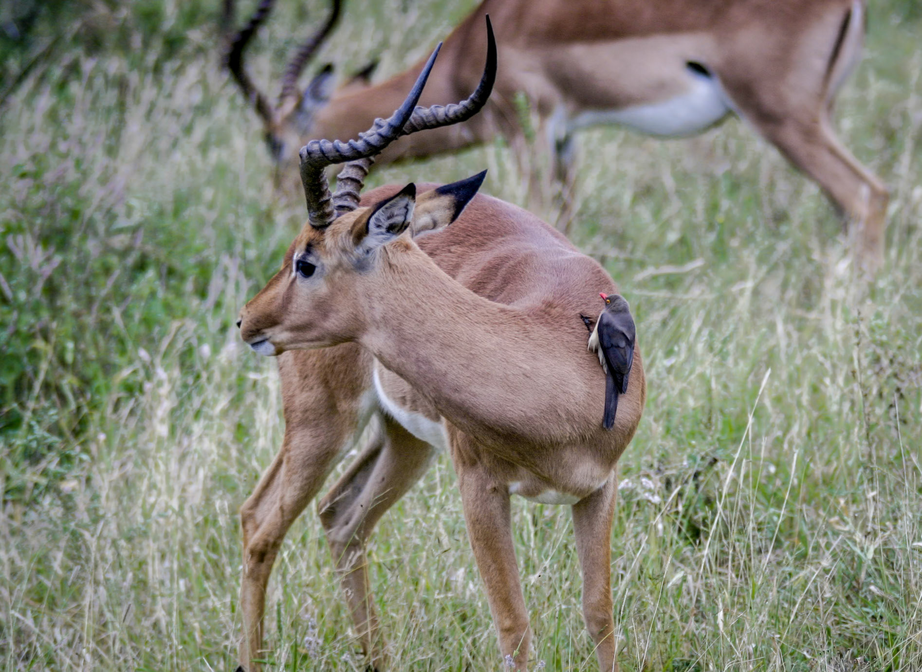Springbok being cleaned