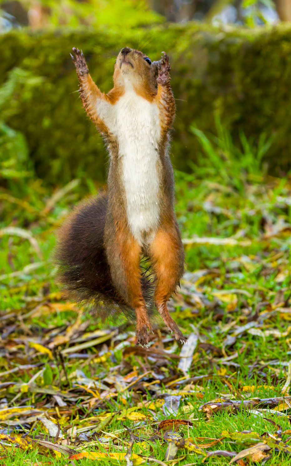 Red Squirrel, Little Red