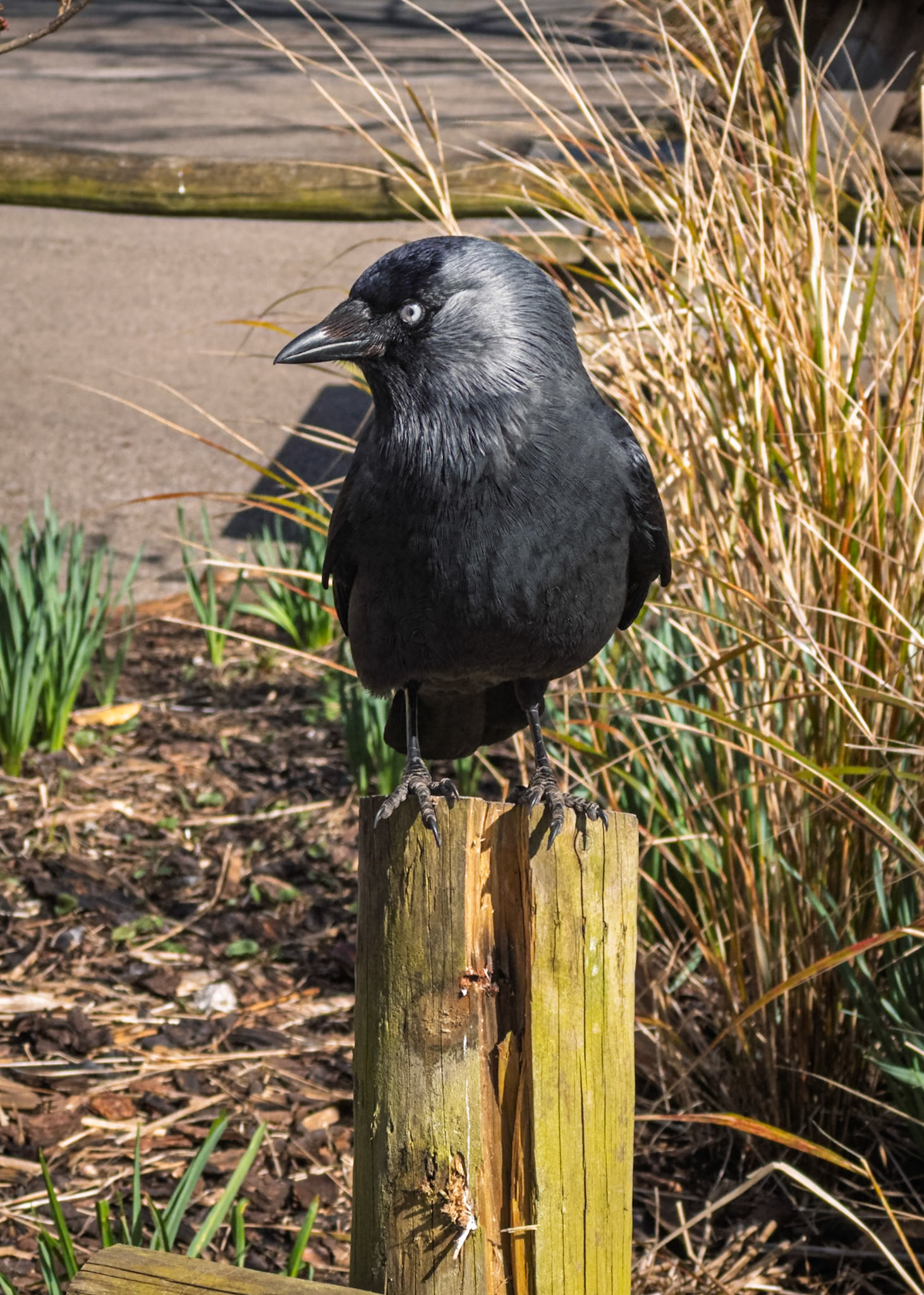 Jackdaw - Chester Zoo