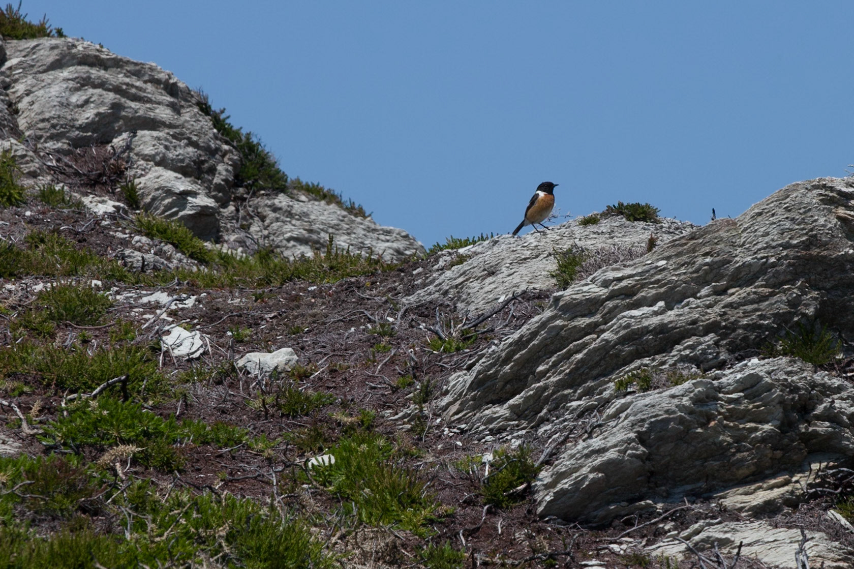 RSPB, South Stack